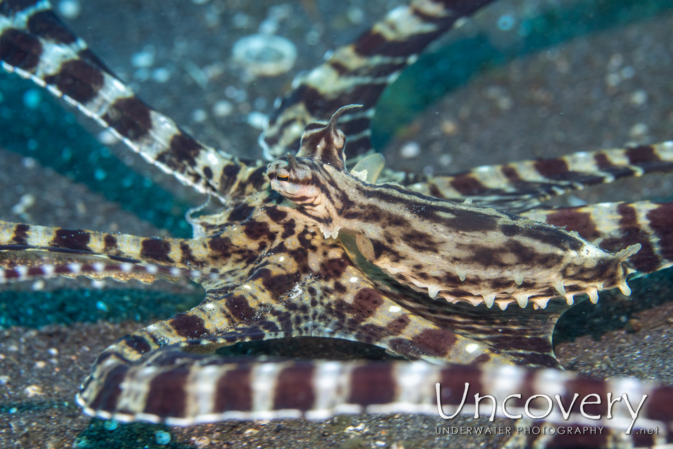 Mimic Octopus (thaumoctopus Mimicus), photo taken in Indonesia, North Sulawesi, Lembeh Strait, Slow Poke