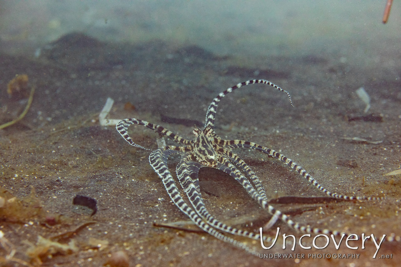 Mimic Octopus (thaumoctopus Mimicus), photo taken in Indonesia, North Sulawesi, Lembeh Strait, Slow Poke