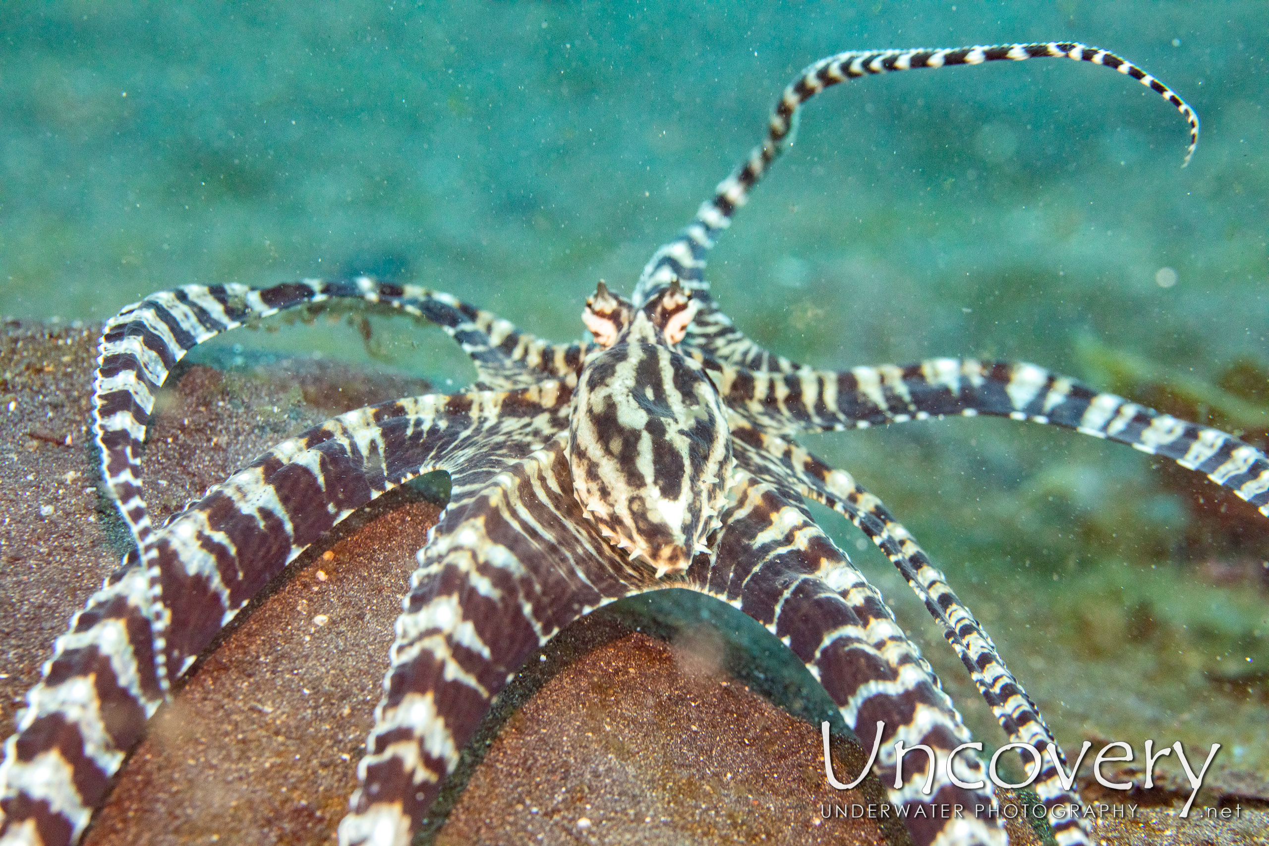 Mimic Octopus (thaumoctopus Mimicus), photo taken in Indonesia, North Sulawesi, Lembeh Strait, Slow Poke