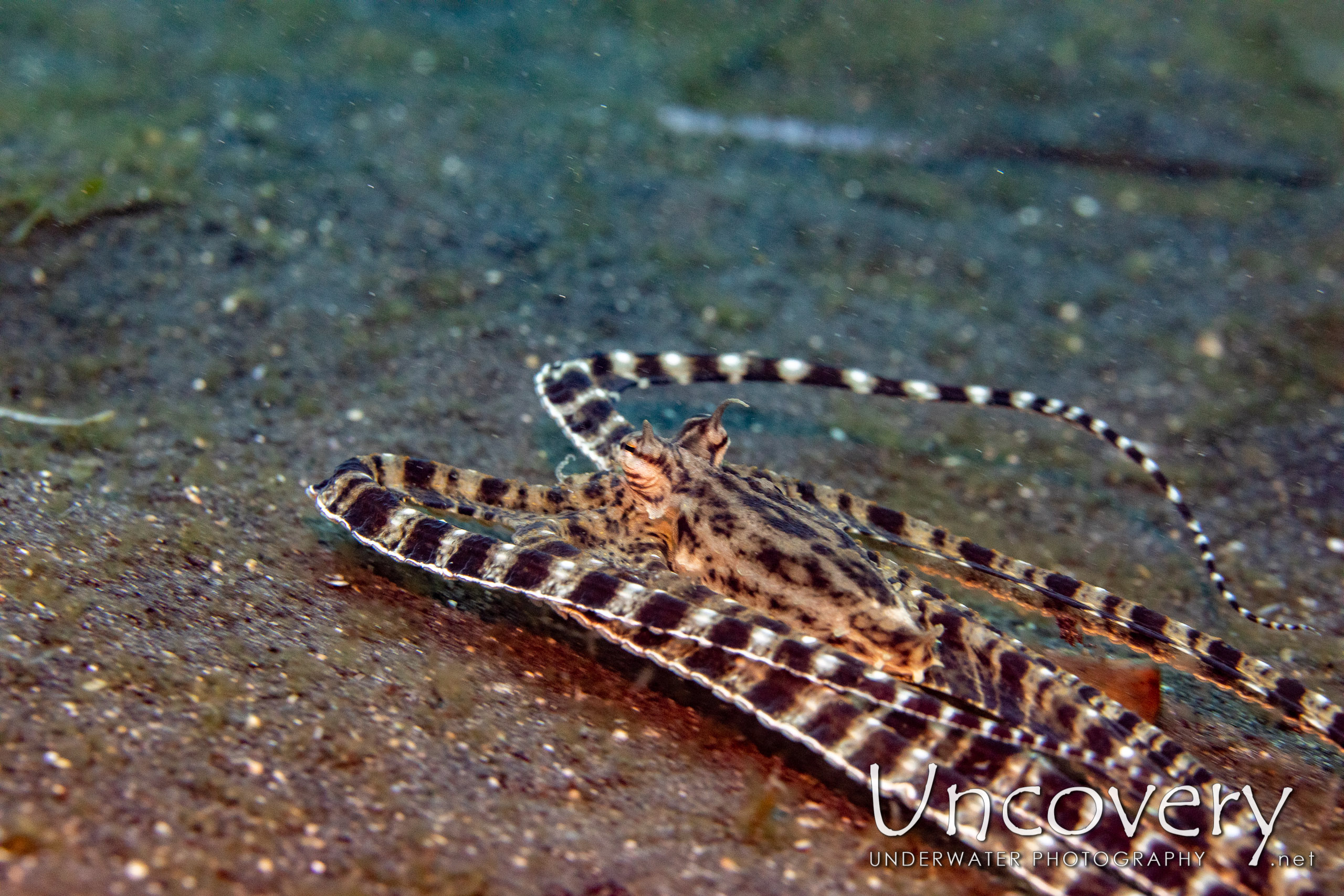 Mimic Octopus (thaumoctopus Mimicus), photo taken in Indonesia, North Sulawesi, Lembeh Strait, Slow Poke