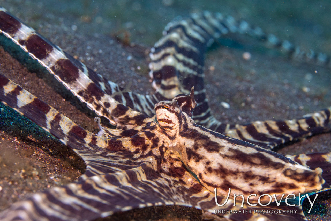 Mimic Octopus (thaumoctopus Mimicus) shot in Indonesia|North Sulawesi|Lembeh Strait|Slow Poke