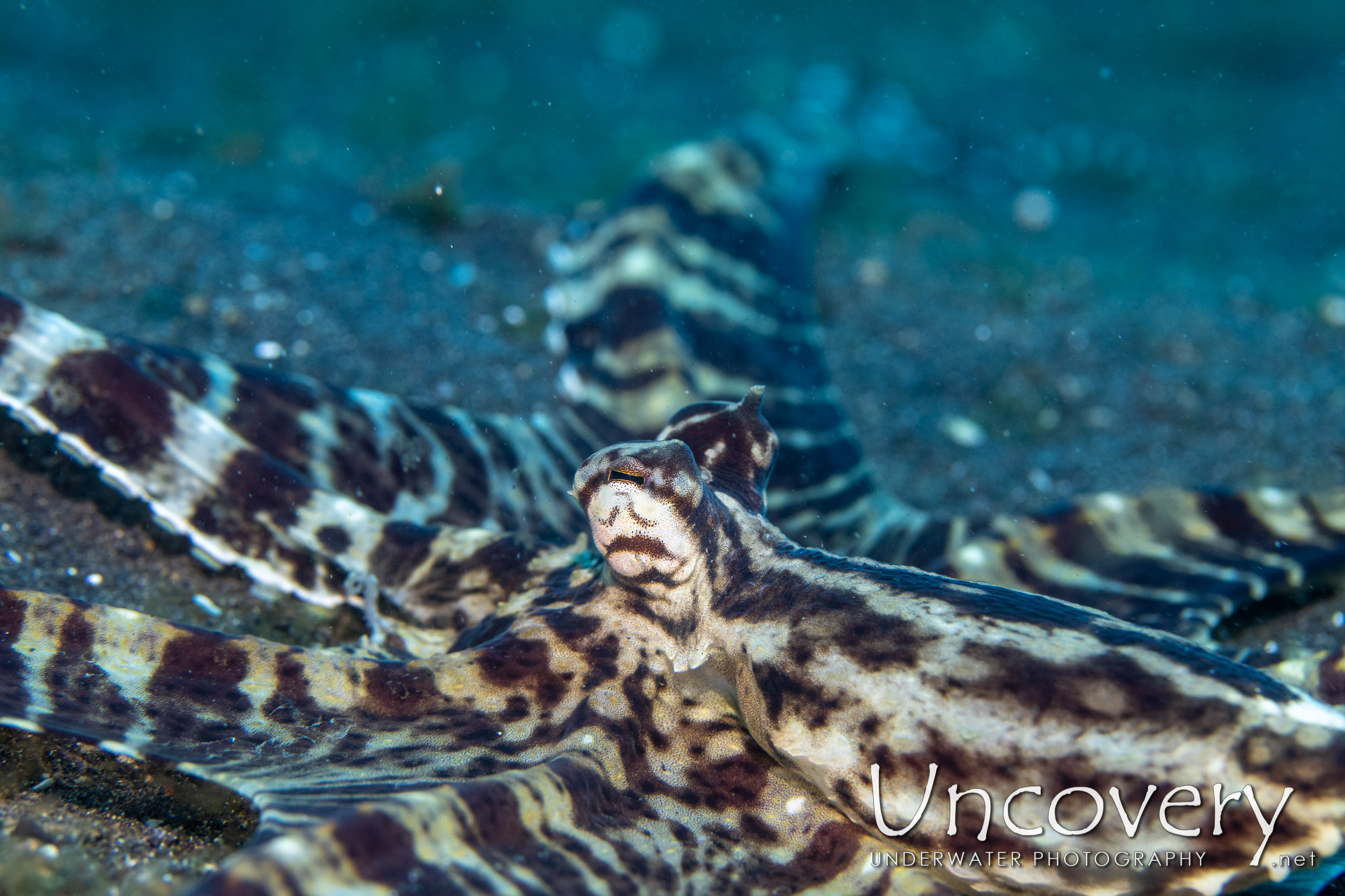 Mimic Octopus (thaumoctopus Mimicus), photo taken in Indonesia, North Sulawesi, Lembeh Strait, Slow Poke