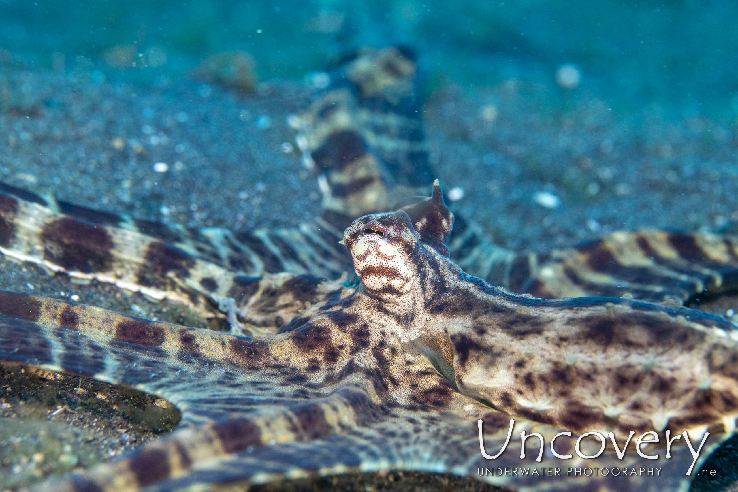 Mimic Octopus (thaumoctopus Mimicus), photo taken in Indonesia, North Sulawesi, Lembeh Strait, Slow Poke