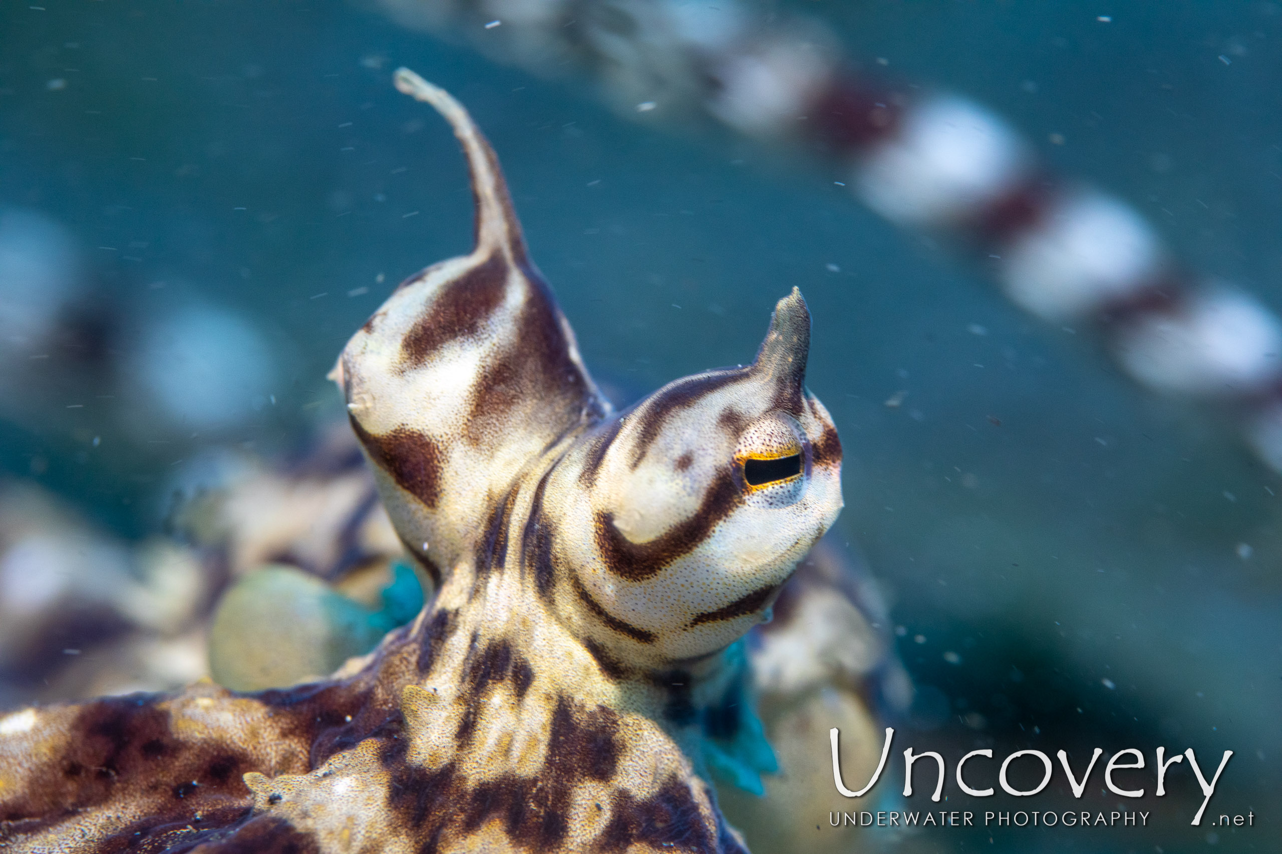 Mimic Octopus (thaumoctopus Mimicus), photo taken in Indonesia, North Sulawesi, Lembeh Strait, Slow Poke