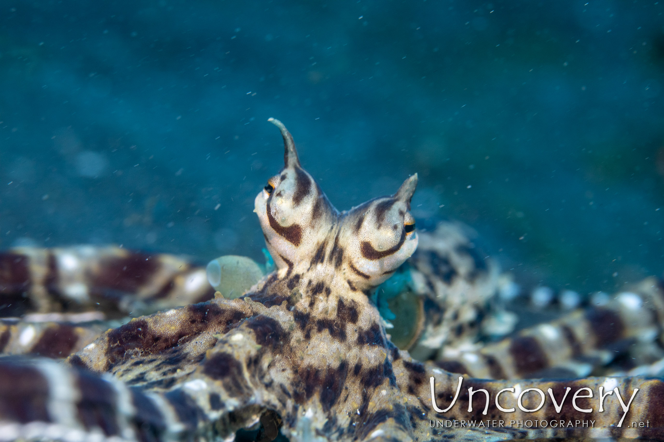 Mimic Octopus (thaumoctopus Mimicus), photo taken in Indonesia, North Sulawesi, Lembeh Strait, Slow Poke