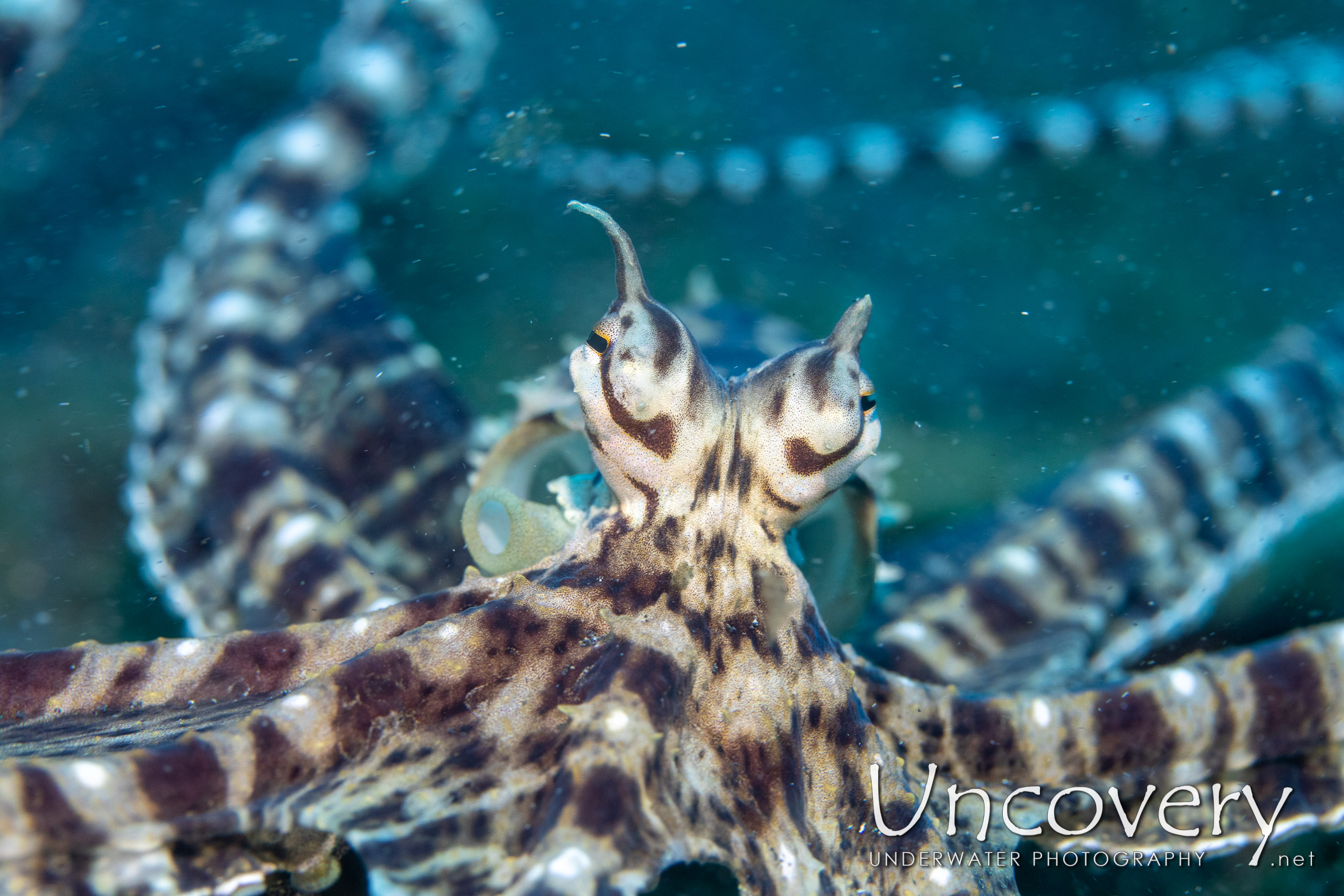 Mimic Octopus (thaumoctopus Mimicus), photo taken in Indonesia, North Sulawesi, Lembeh Strait, Slow Poke