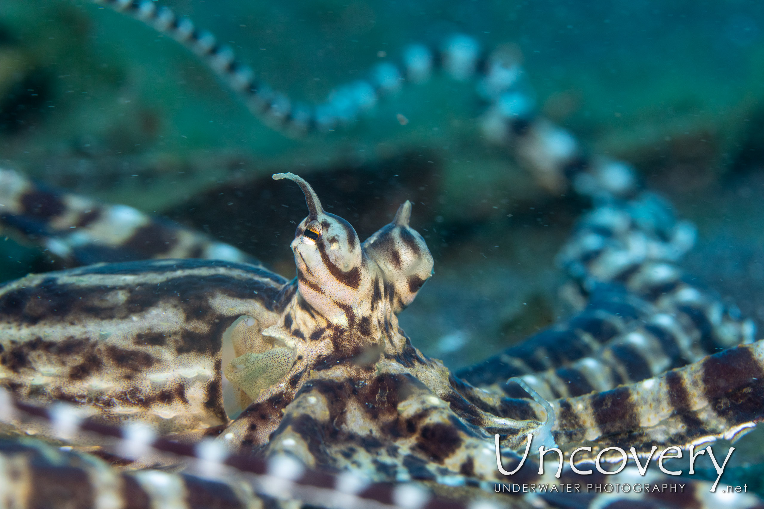 Mimic Octopus (thaumoctopus Mimicus), photo taken in Indonesia, North Sulawesi, Lembeh Strait, Slow Poke