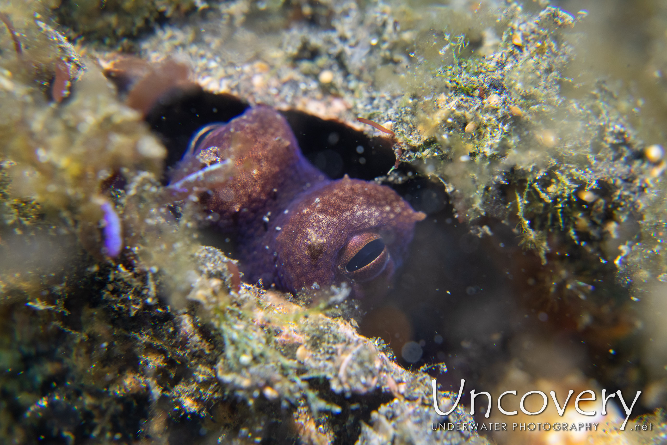 Coconut Octopus (amphioctopus Marginatus), photo taken in Indonesia, North Sulawesi, Lembeh Strait, Slow Poke