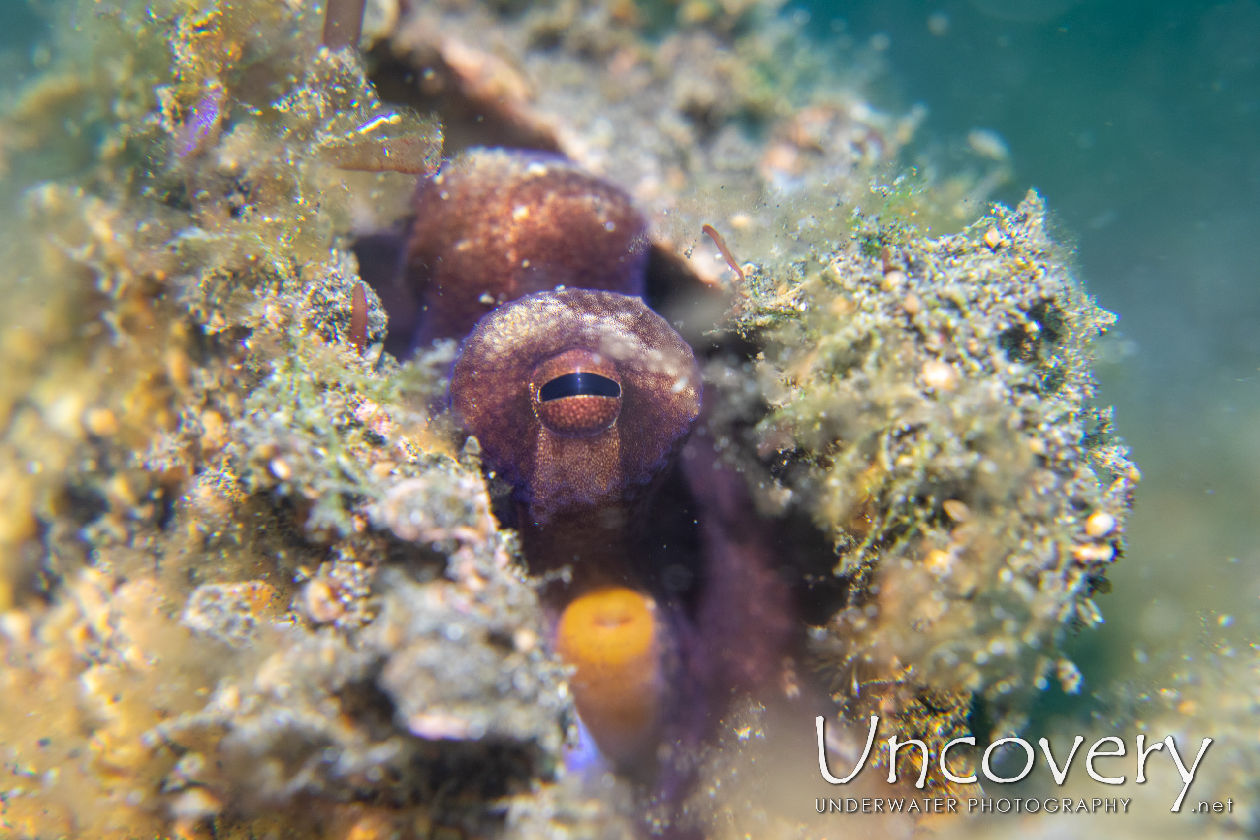 Coconut Octopus (amphioctopus Marginatus), photo taken in Indonesia, North Sulawesi, Lembeh Strait, Slow Poke