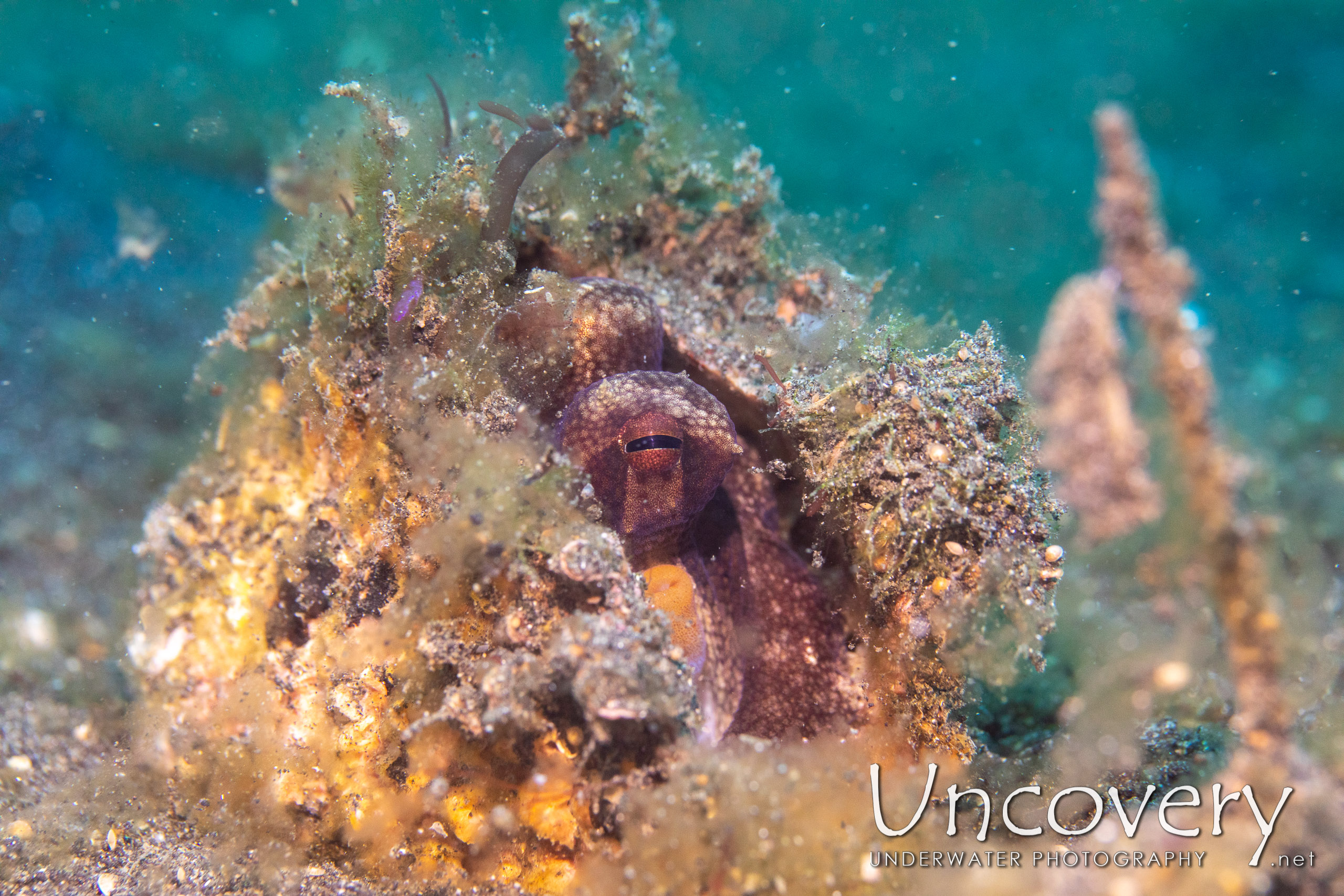 Coconut Octopus (amphioctopus Marginatus), photo taken in Indonesia, North Sulawesi, Lembeh Strait, Slow Poke