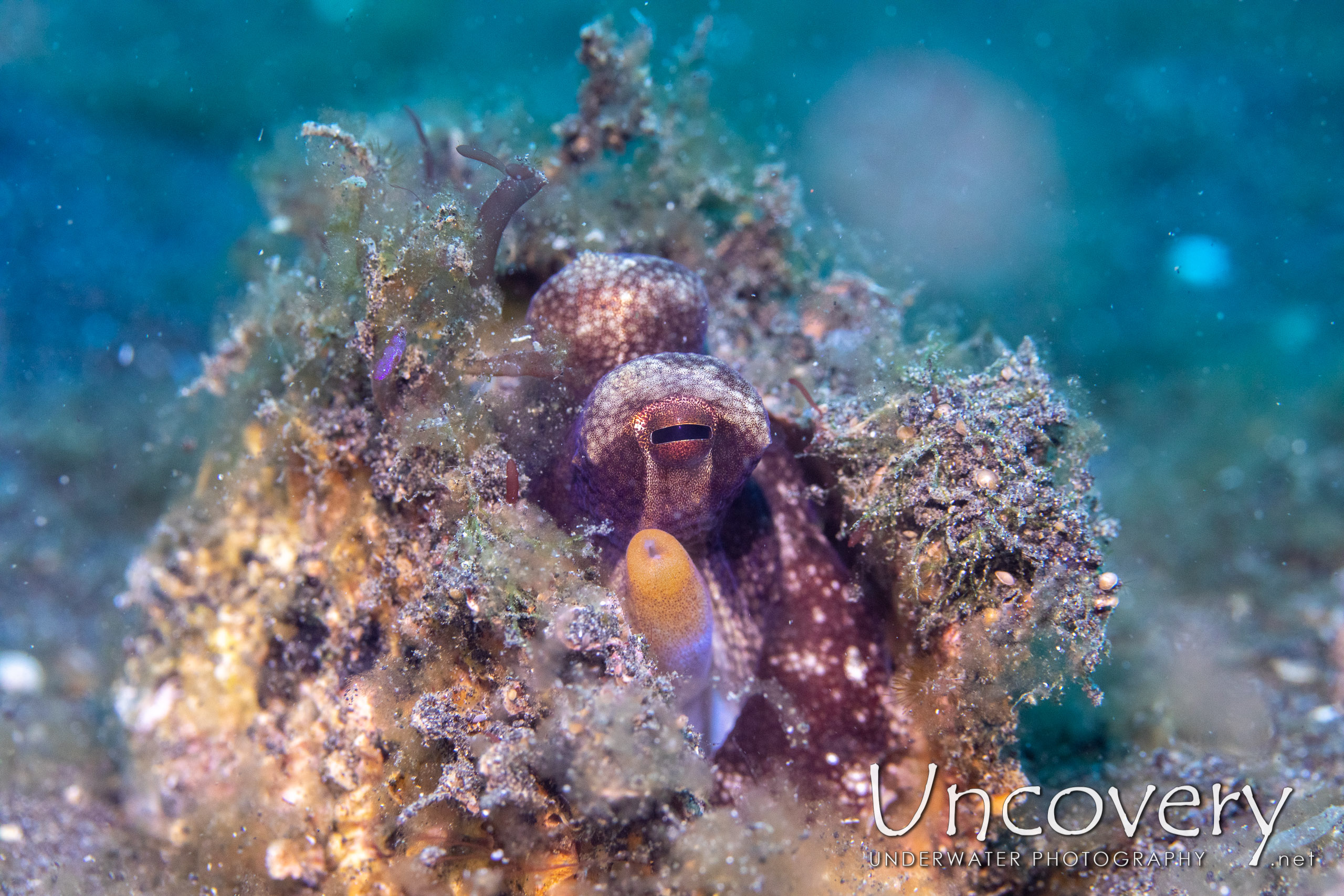 Coconut Octopus (amphioctopus Marginatus), photo taken in Indonesia, North Sulawesi, Lembeh Strait, Slow Poke