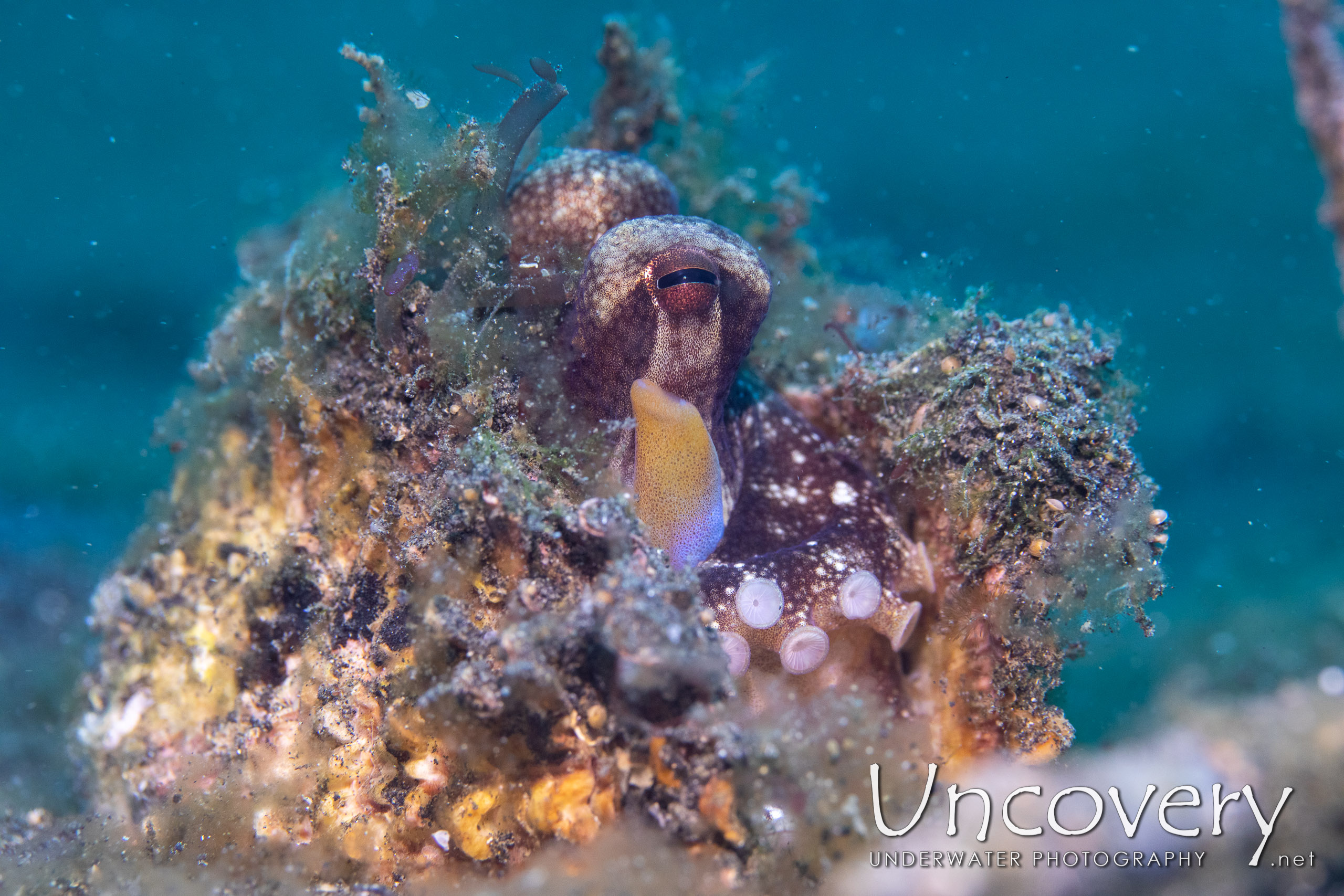 Coconut Octopus (amphioctopus Marginatus), photo taken in Indonesia, North Sulawesi, Lembeh Strait, Slow Poke