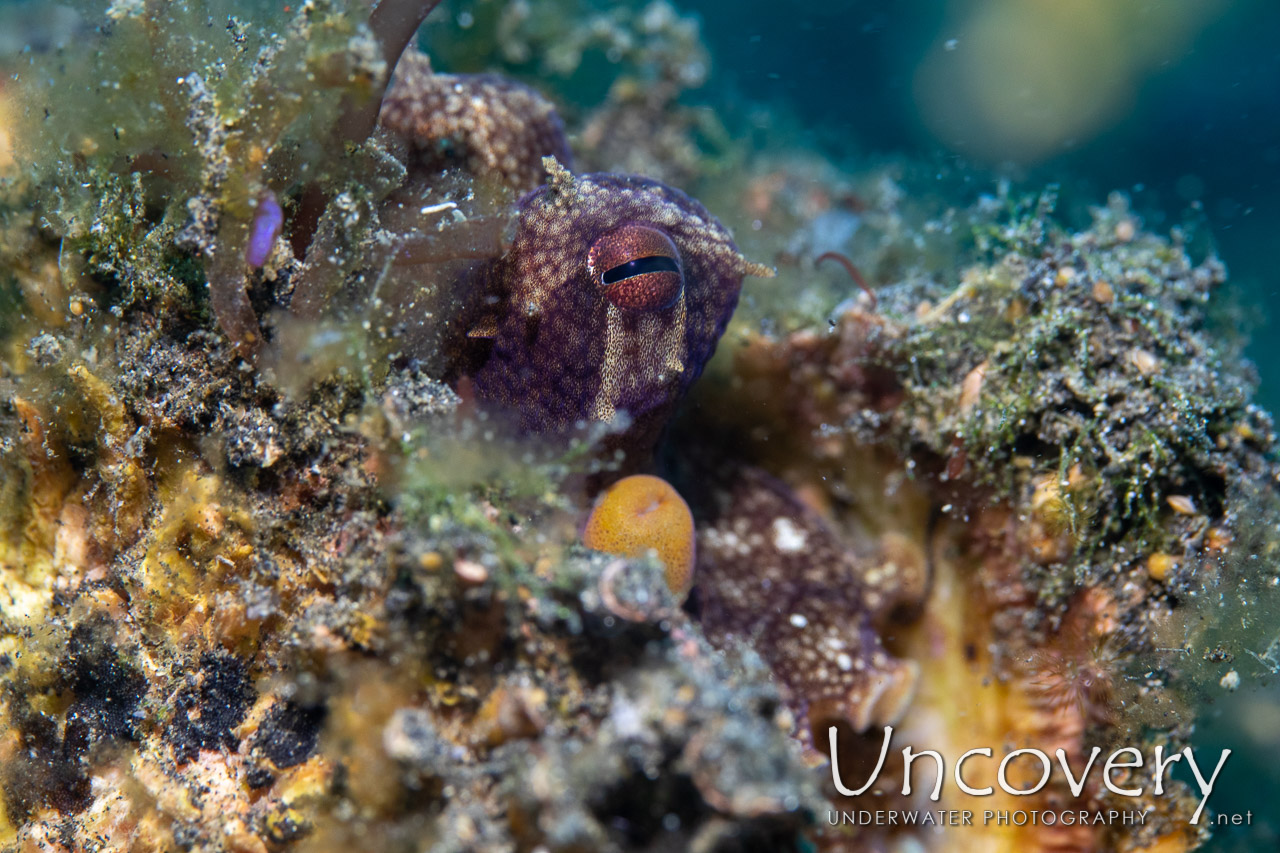 Coconut Octopus (amphioctopus Marginatus) shot in Indonesia|North Sulawesi|Lembeh Strait|Slow Poke