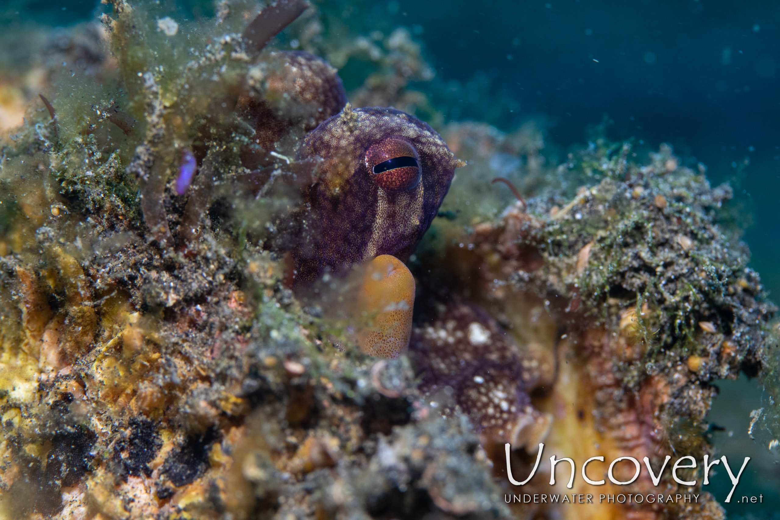 Coconut Octopus (amphioctopus Marginatus), photo taken in Indonesia, North Sulawesi, Lembeh Strait, Slow Poke