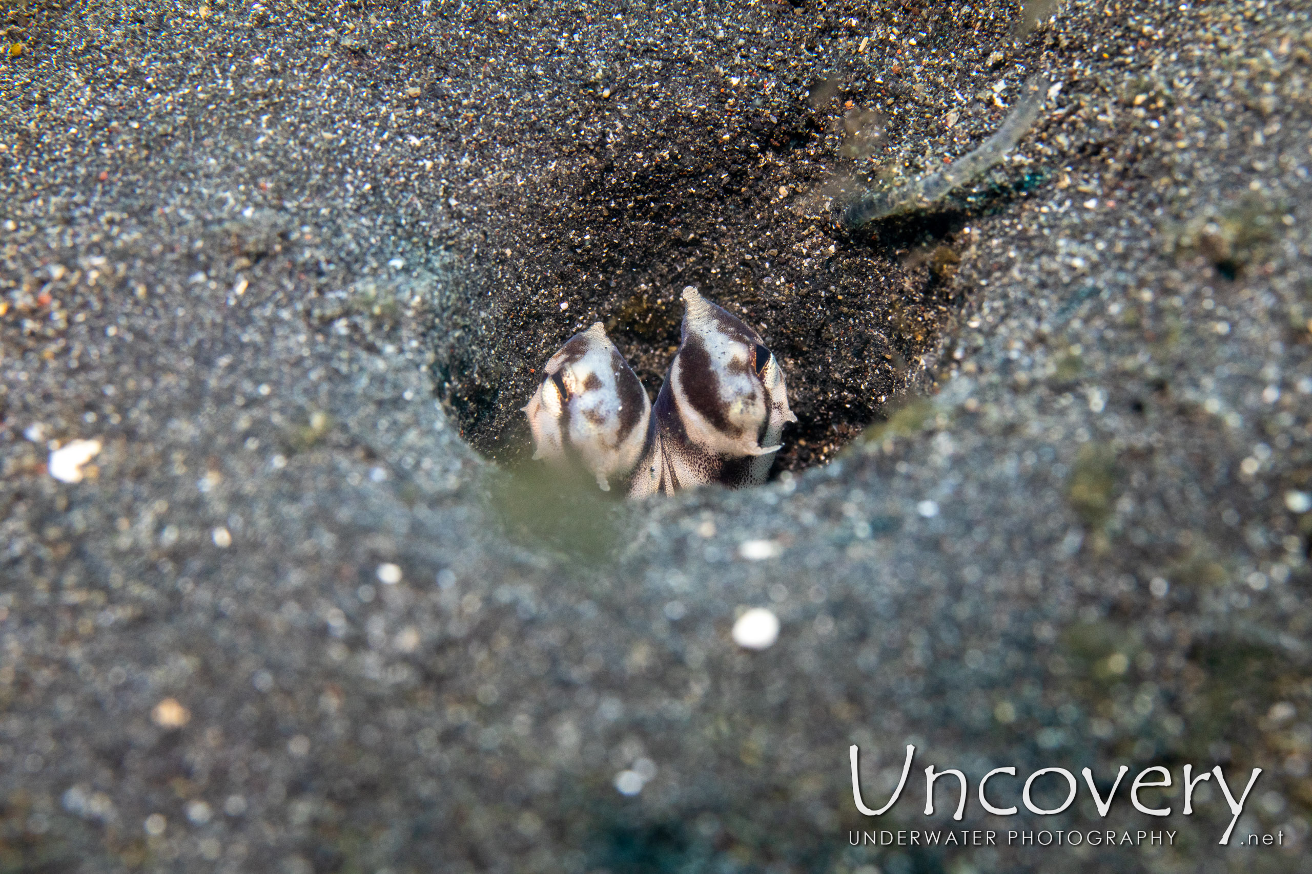 Mimic Octopus (thaumoctopus Mimicus), photo taken in Indonesia, North Sulawesi, Lembeh Strait, Slow Poke