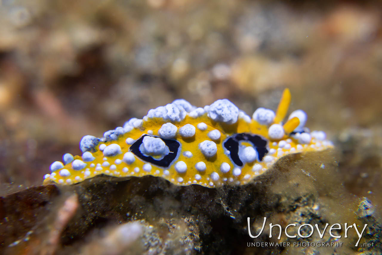 Nudibranch shot in Indonesia|North Sulawesi|Lembeh Strait|Slow Poke