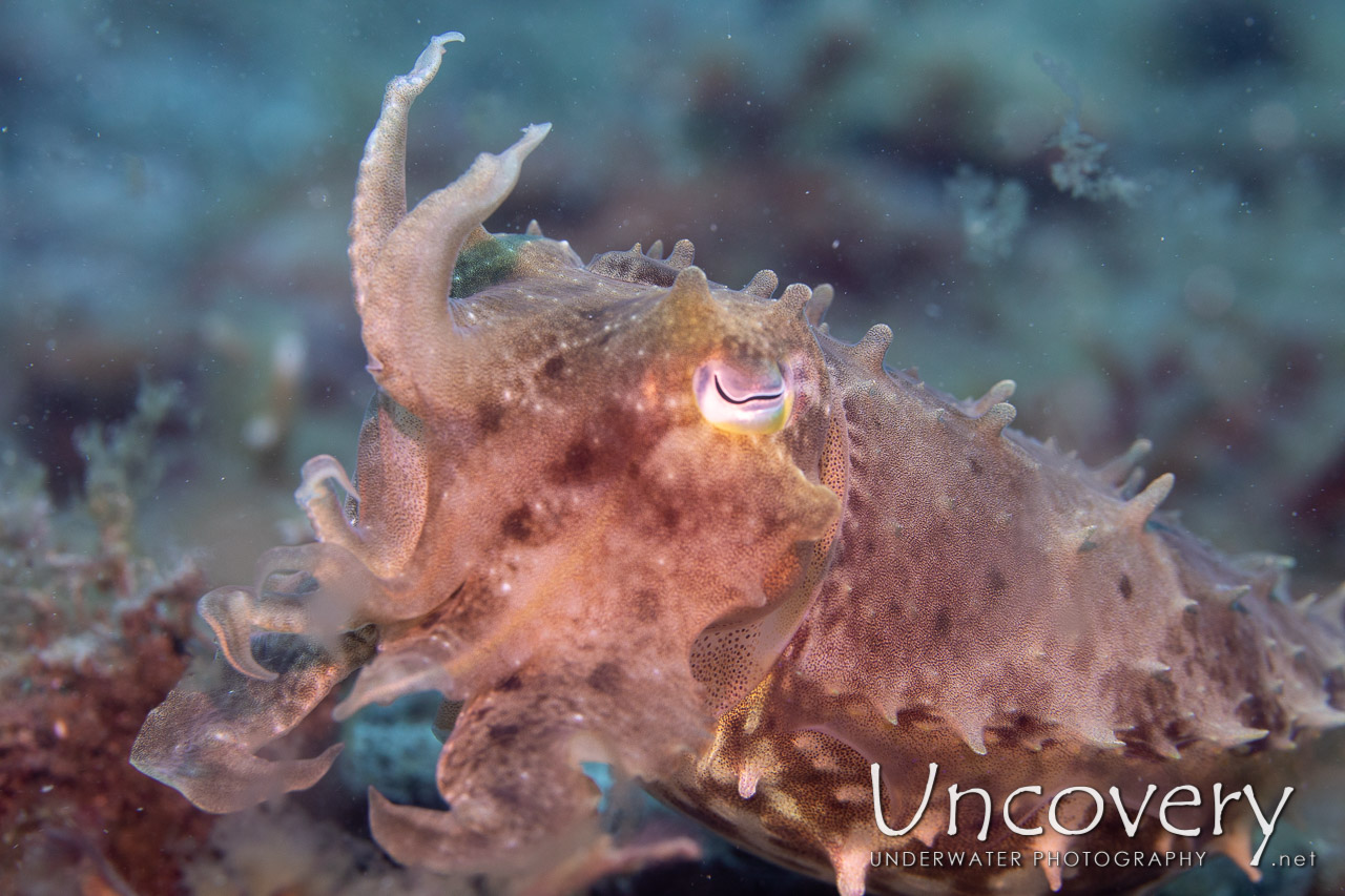 Broadclub Cuttlefish (sepia Latimanus) shot in Indonesia|North Sulawesi|Lembeh Strait|Slow Poke