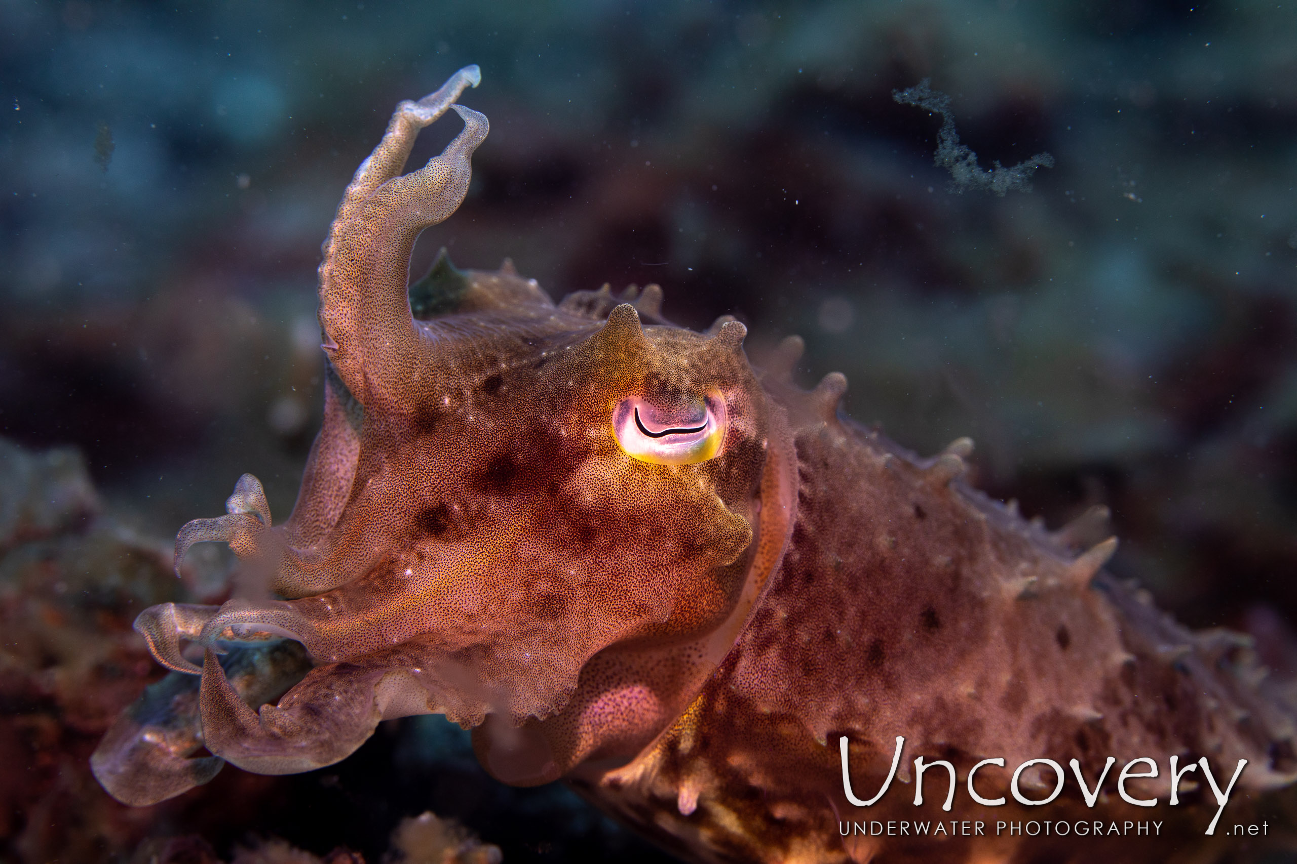 Broadclub Cuttlefish (sepia Latimanus), photo taken in Indonesia, North Sulawesi, Lembeh Strait, Slow Poke