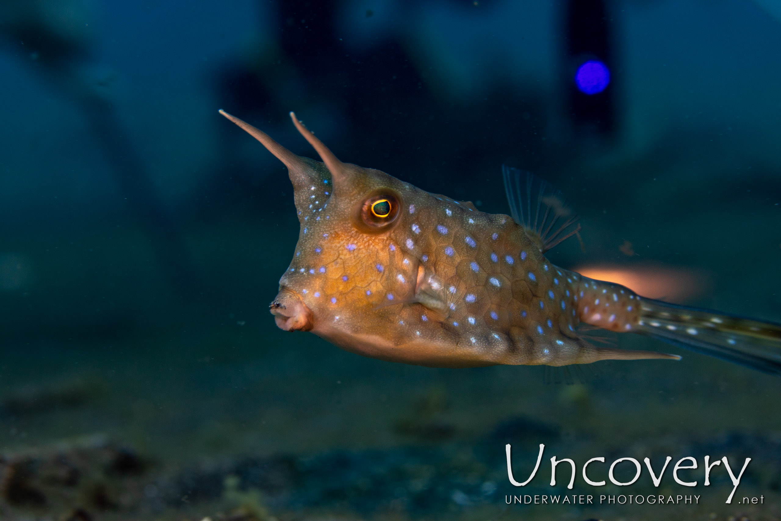 Longhorn Cowfish (lactoria Cornuta), photo taken in Indonesia, North Sulawesi, Lembeh Strait, Slow Poke