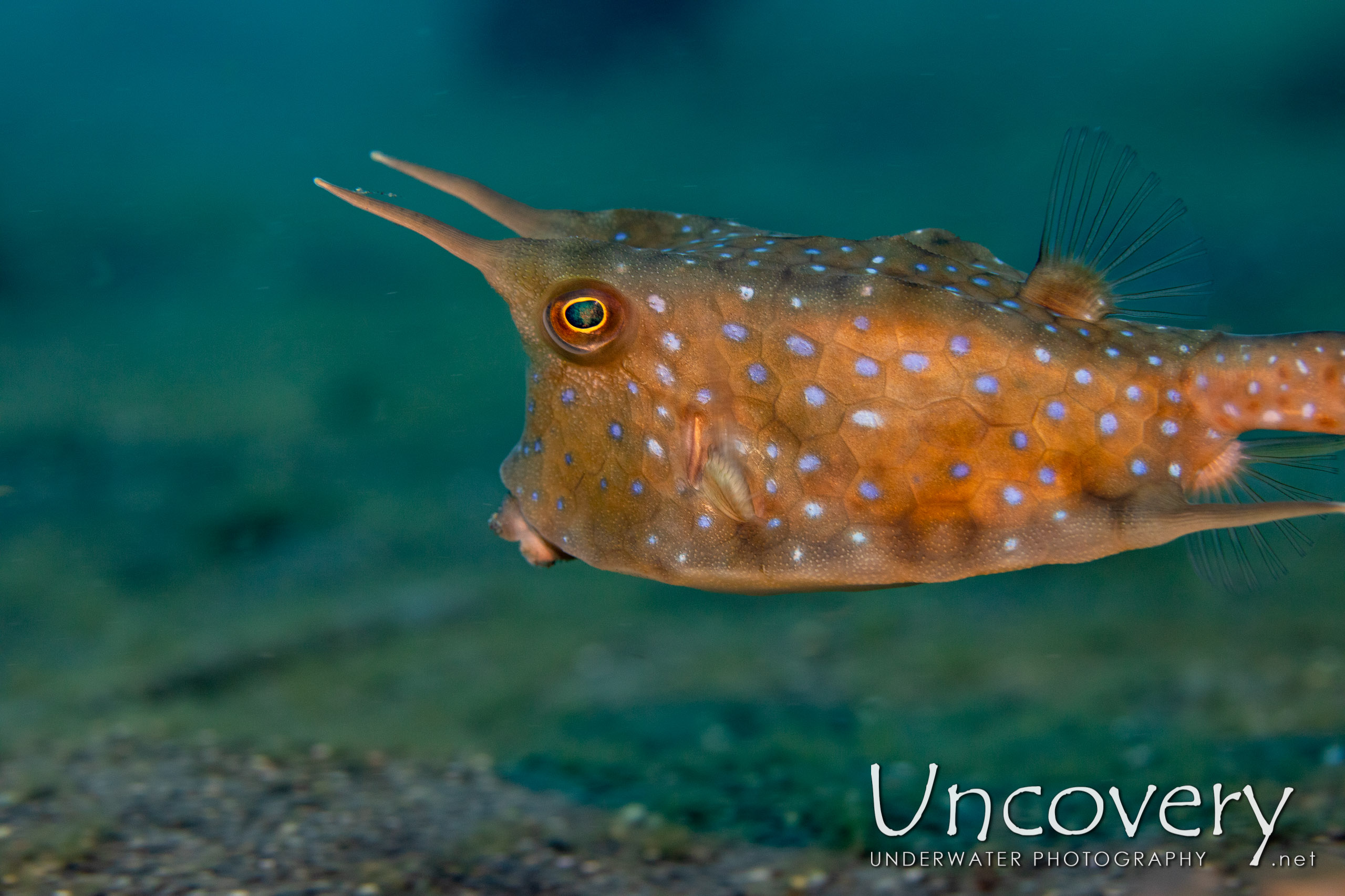 Longhorn Cowfish (lactoria Cornuta), photo taken in Indonesia, North Sulawesi, Lembeh Strait, Slow Poke