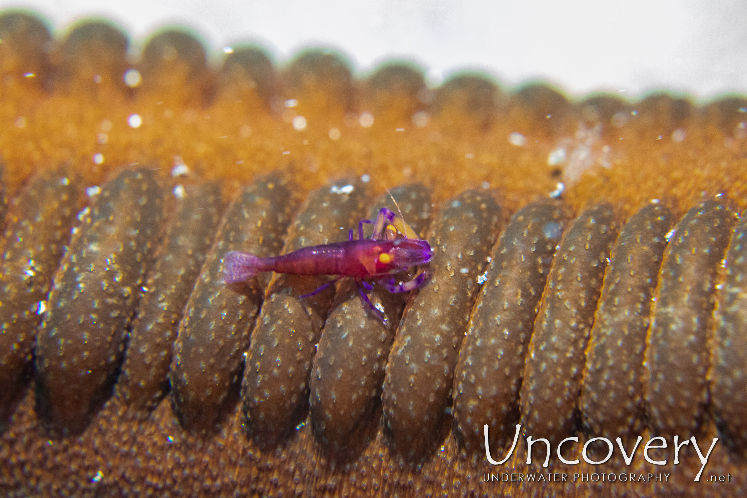 Emperor Shrimp (periclimenes Imperator), photo taken in Indonesia, North Sulawesi, Lembeh Strait, Slow Poke