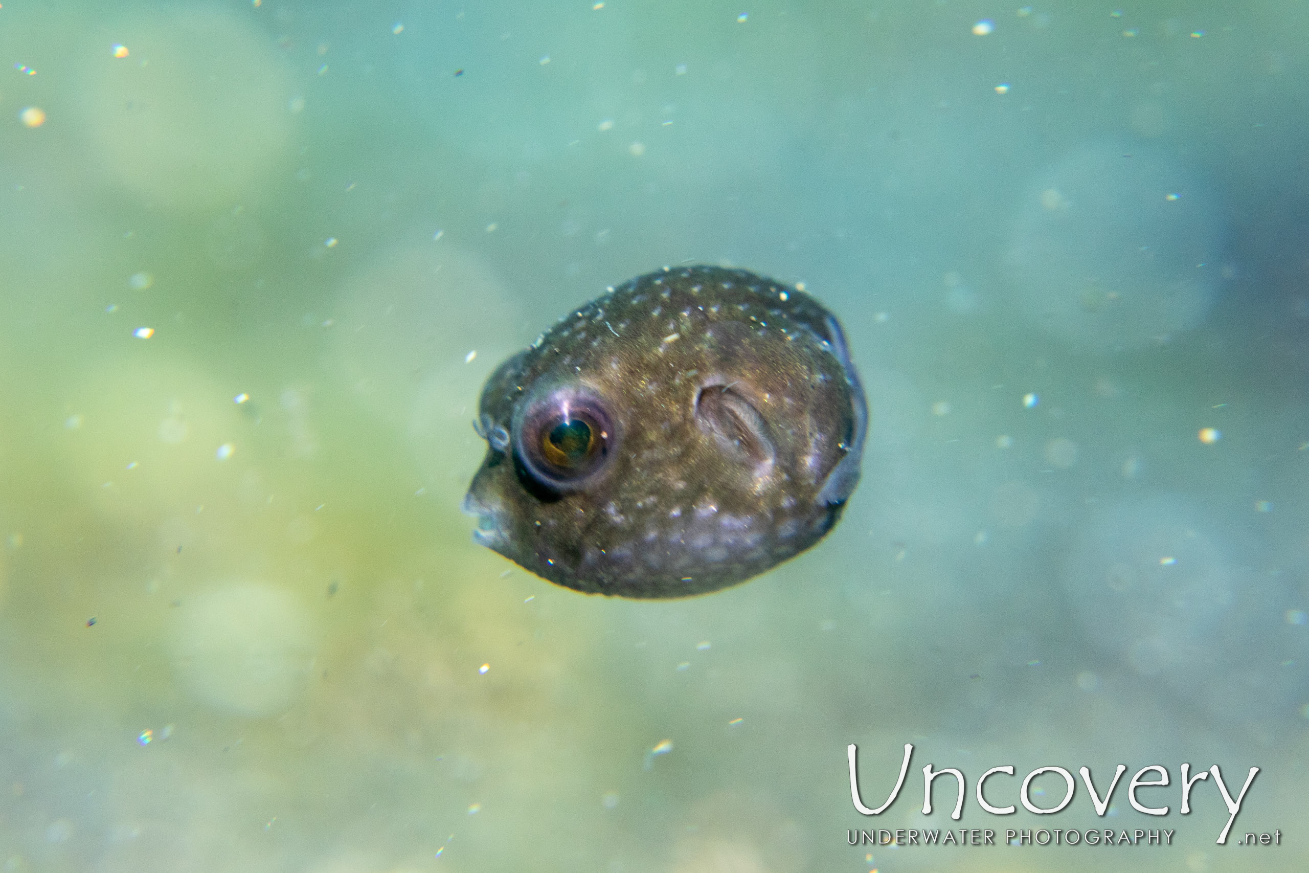 Pufferfish, photo taken in Indonesia, North Sulawesi, Lembeh Strait, Slow Poke