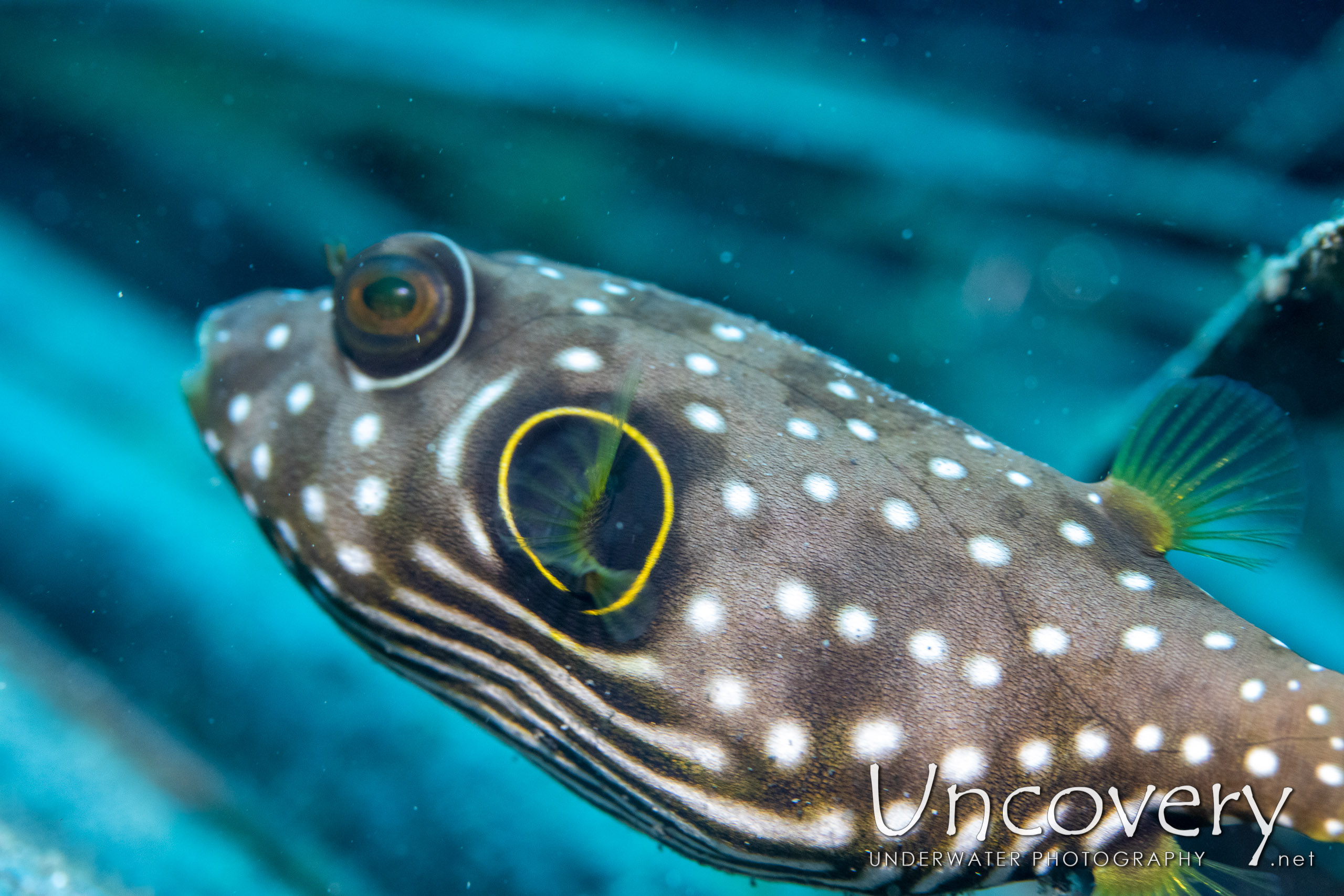 White-spotted Puffer (arothron Hispidus), photo taken in Indonesia, North Sulawesi, Lembeh Strait, Slow Poke