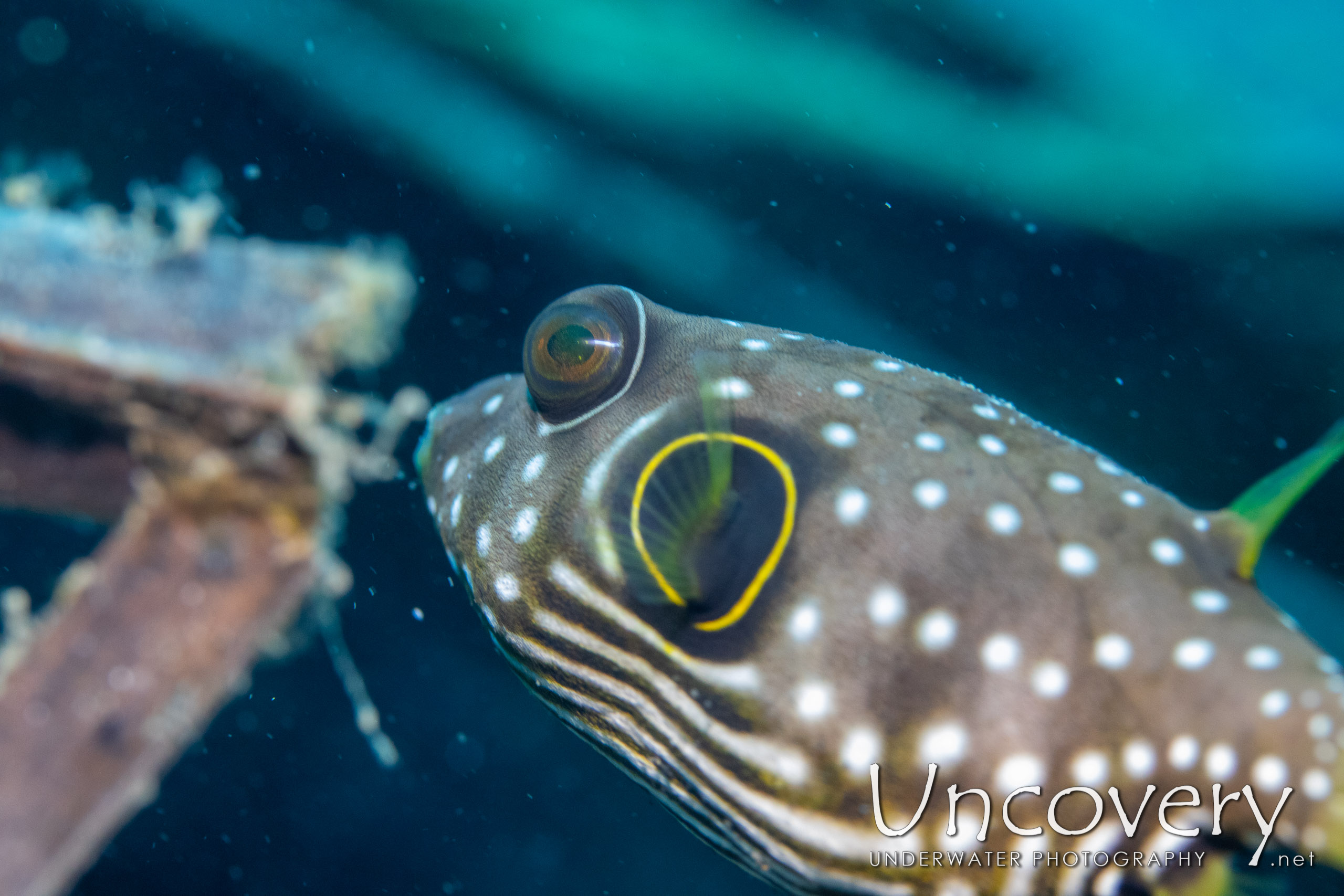 White-spotted Puffer (arothron Hispidus), photo taken in Indonesia, North Sulawesi, Lembeh Strait, Slow Poke