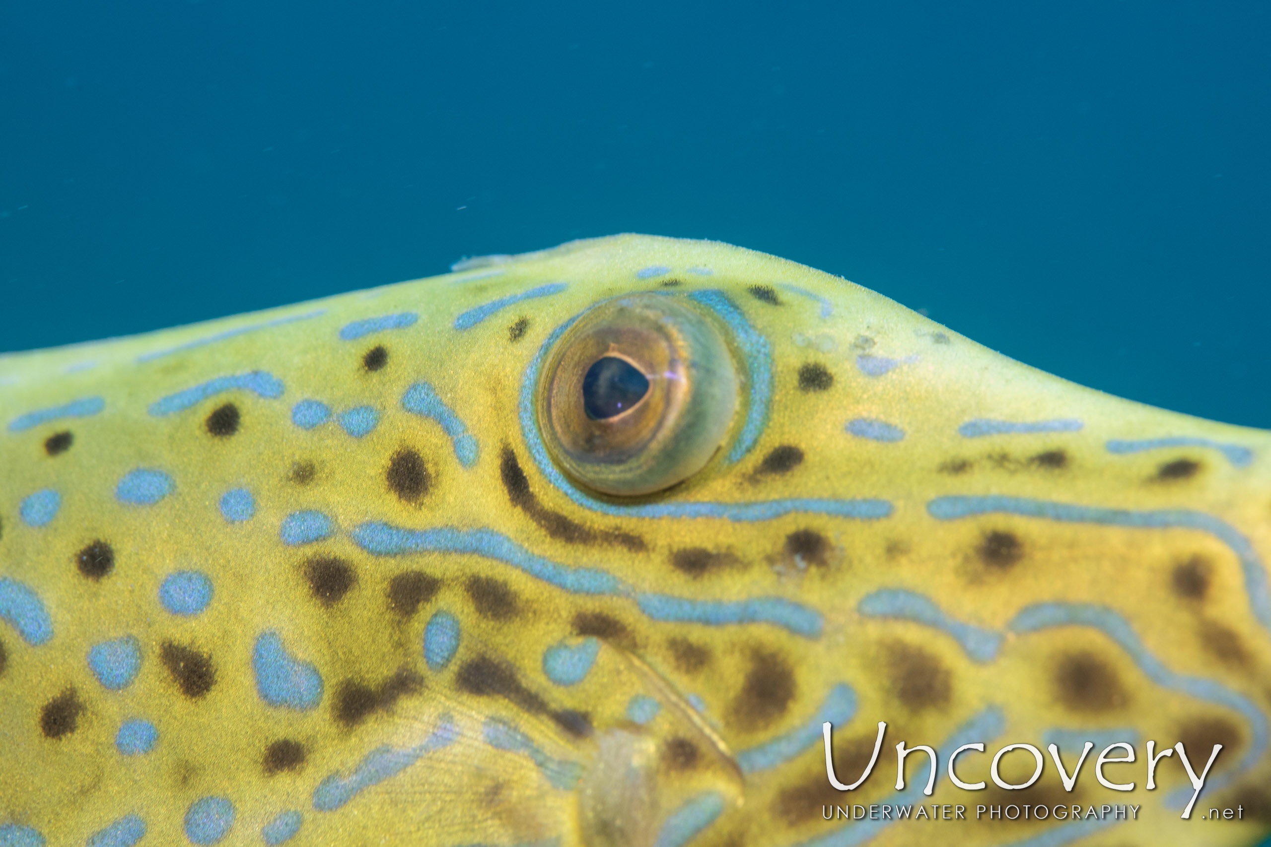 Scribbled Leatherjacket Filefish (aluterus Scriptus), photo taken in Indonesia, North Sulawesi, Lembeh Strait, Slow Poke