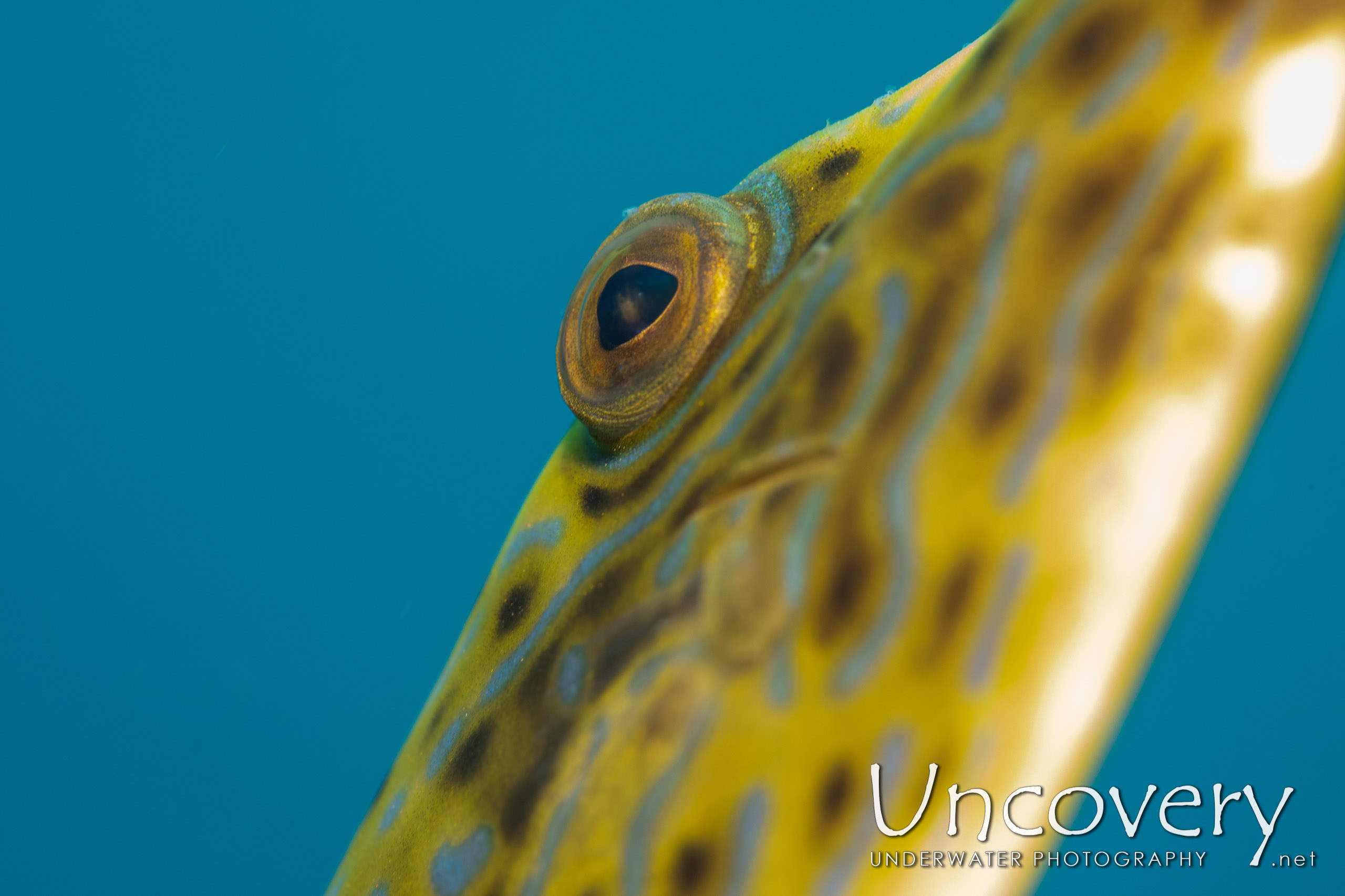 Scribbled Leatherjacket Filefish (aluterus Scriptus), photo taken in Indonesia, North Sulawesi, Lembeh Strait, Slow Poke