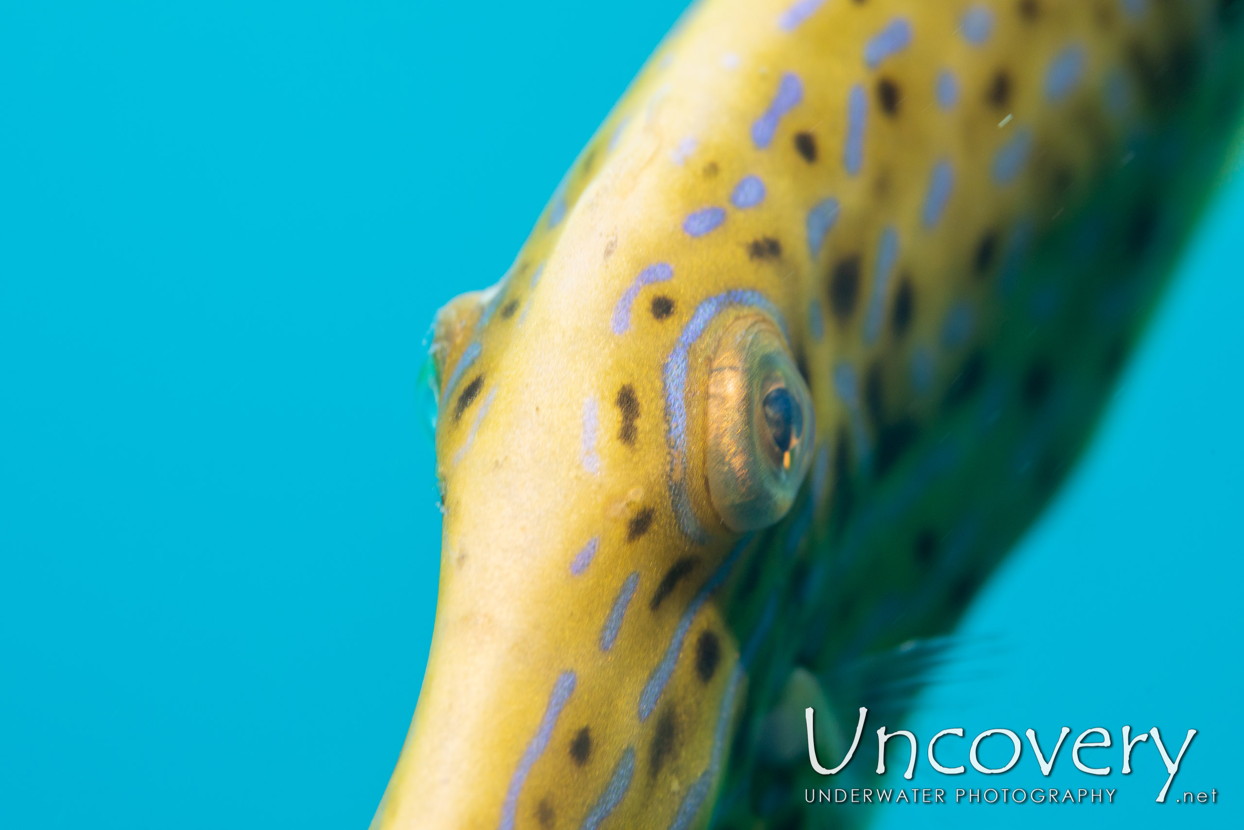 Scribbled Leatherjacket Filefish (aluterus Scriptus), photo taken in Indonesia, North Sulawesi, Lembeh Strait, Slow Poke