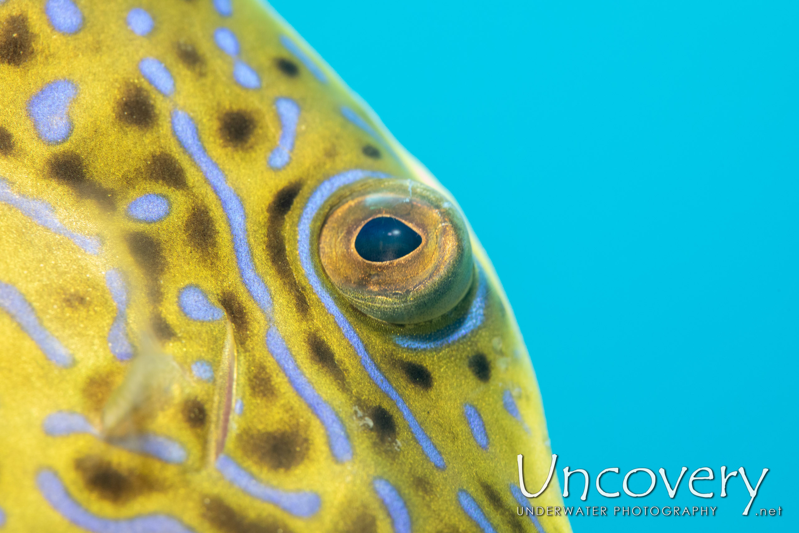 Scribbled Leatherjacket Filefish (aluterus Scriptus), photo taken in Indonesia, North Sulawesi, Lembeh Strait, Slow Poke