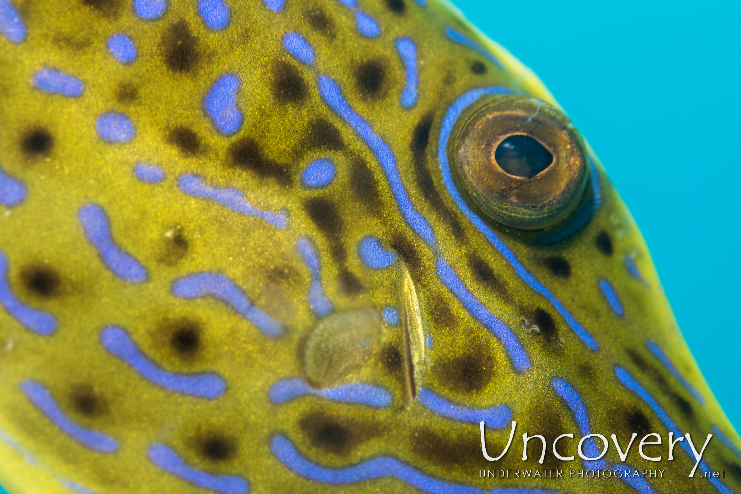 Scribbled Leatherjacket Filefish (aluterus Scriptus), photo taken in Indonesia, North Sulawesi, Lembeh Strait, Slow Poke