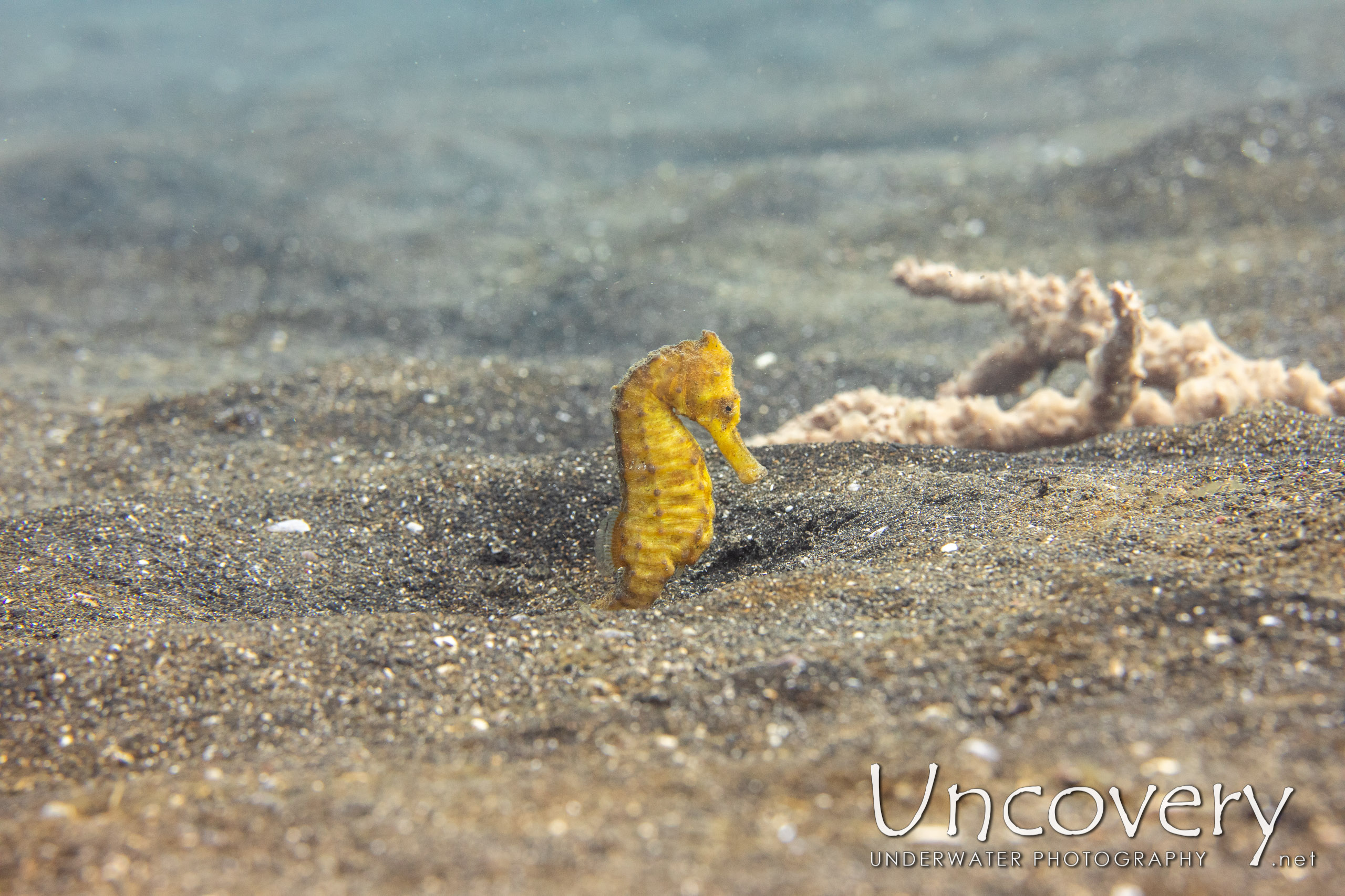 Common Sea Horse (hippocampus Kuda), photo taken in Indonesia, North Sulawesi, Lembeh Strait, Slow Poke