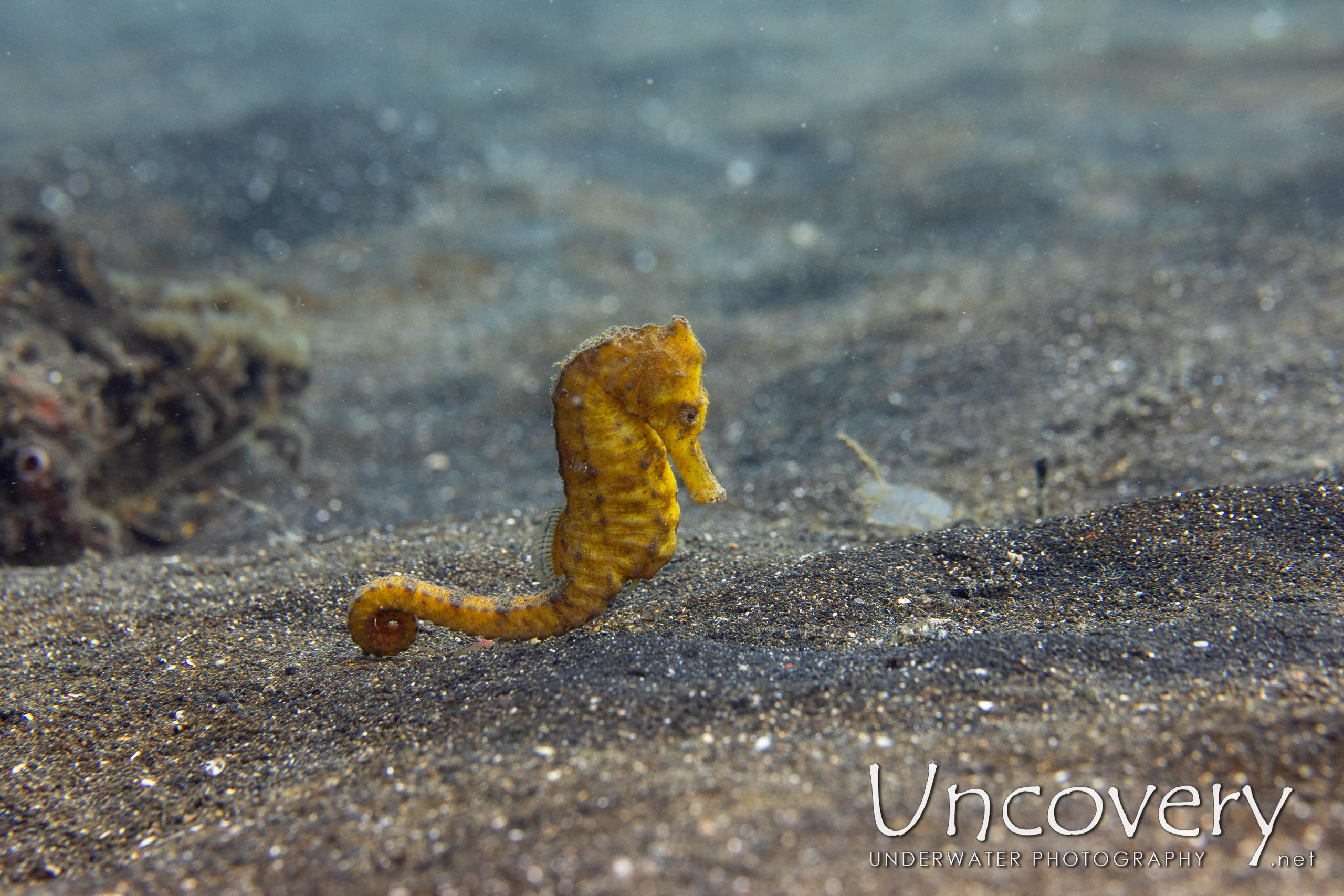 Common Sea Horse (hippocampus Kuda), photo taken in Indonesia, North Sulawesi, Lembeh Strait, Slow Poke