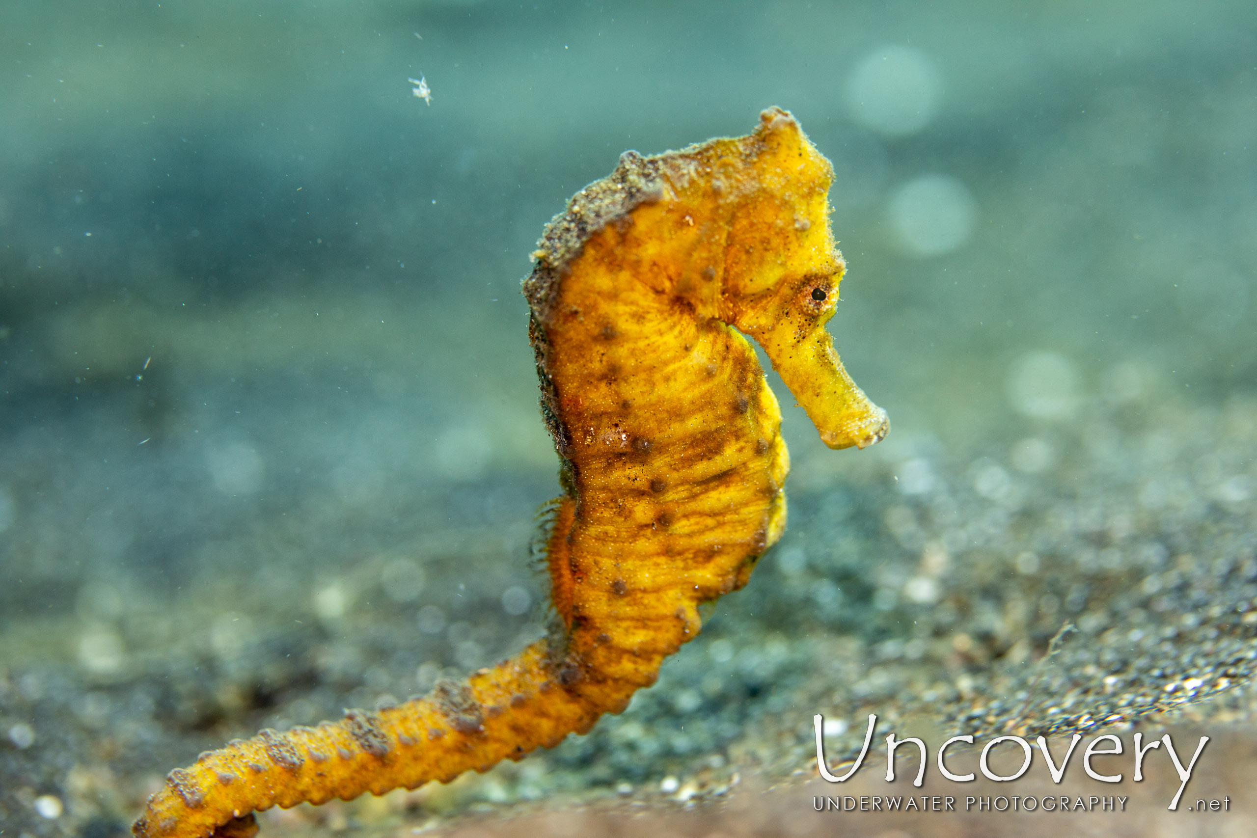 Common Sea Horse (hippocampus Kuda), photo taken in Indonesia, North Sulawesi, Lembeh Strait, Slow Poke