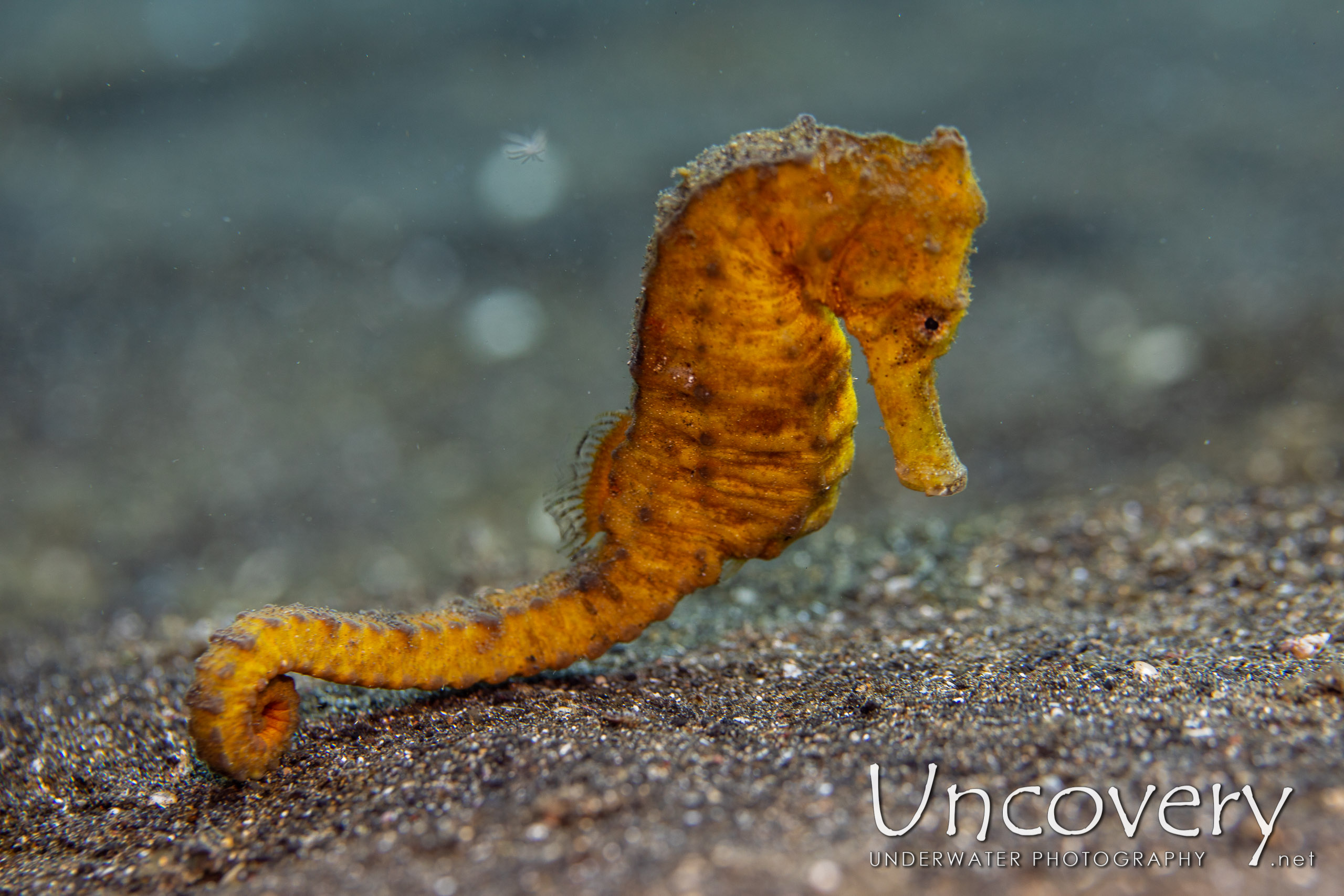 Common Sea Horse (hippocampus Kuda), photo taken in Indonesia, North Sulawesi, Lembeh Strait, Slow Poke