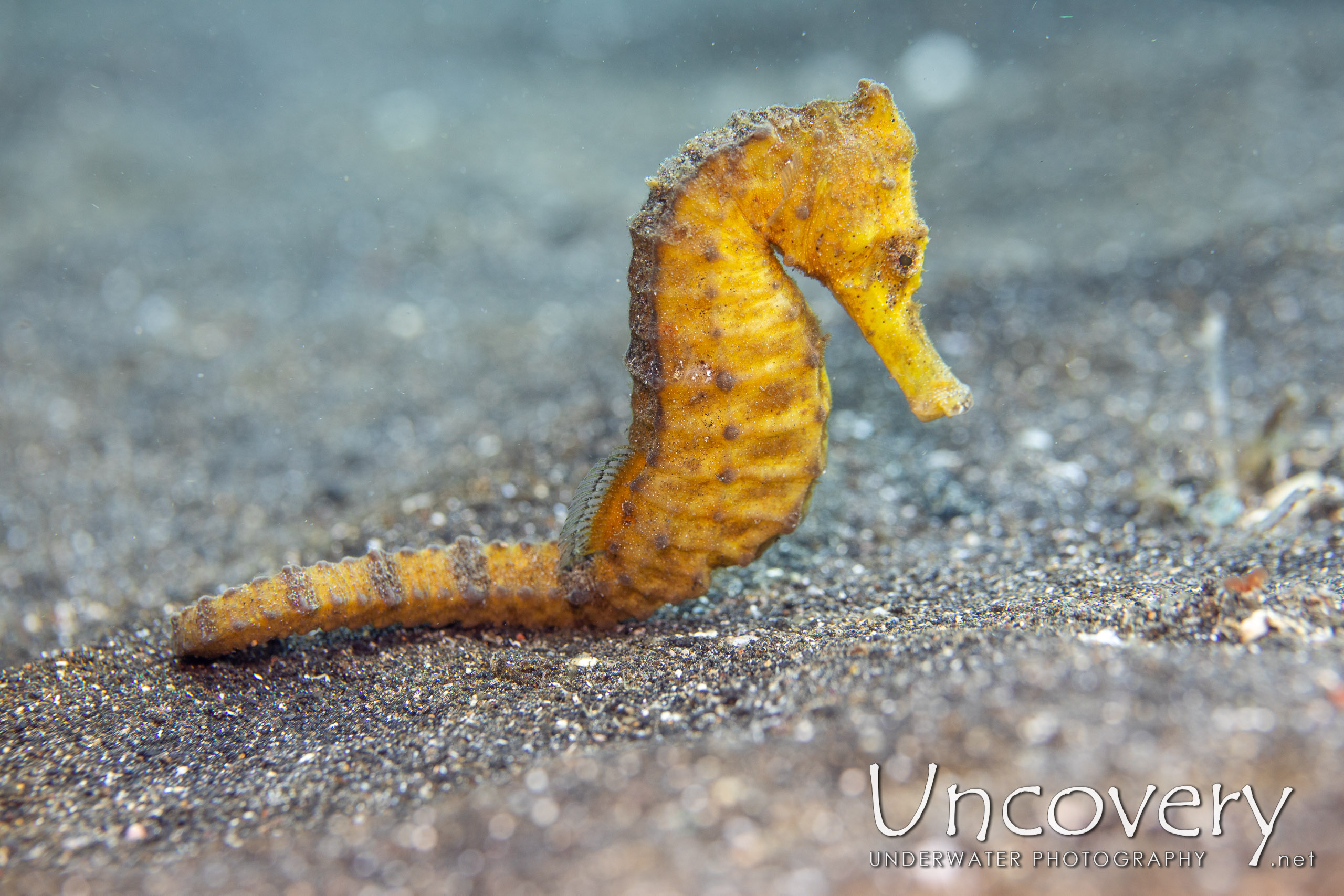 Common Sea Horse (hippocampus Kuda), photo taken in Indonesia, North Sulawesi, Lembeh Strait, Slow Poke