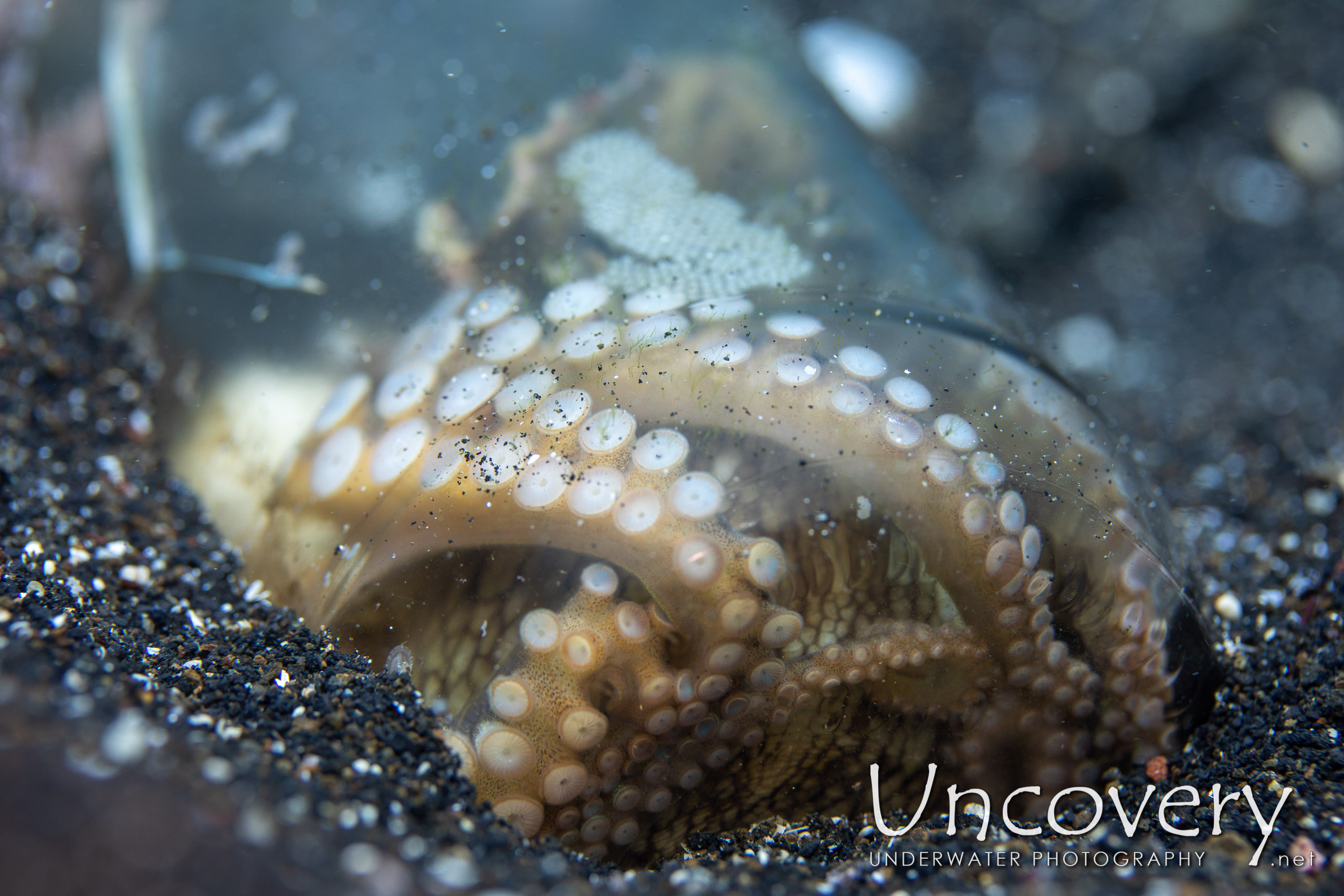 Coconut Octopus (amphioctopus Marginatus), photo taken in Indonesia, North Sulawesi, Lembeh Strait, Slow Poke