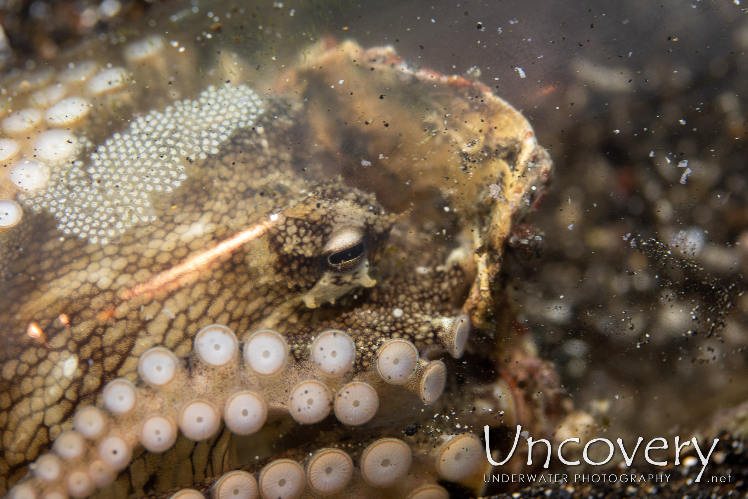 Coconut Octopus (amphioctopus Marginatus), photo taken in Indonesia, North Sulawesi, Lembeh Strait, Slow Poke