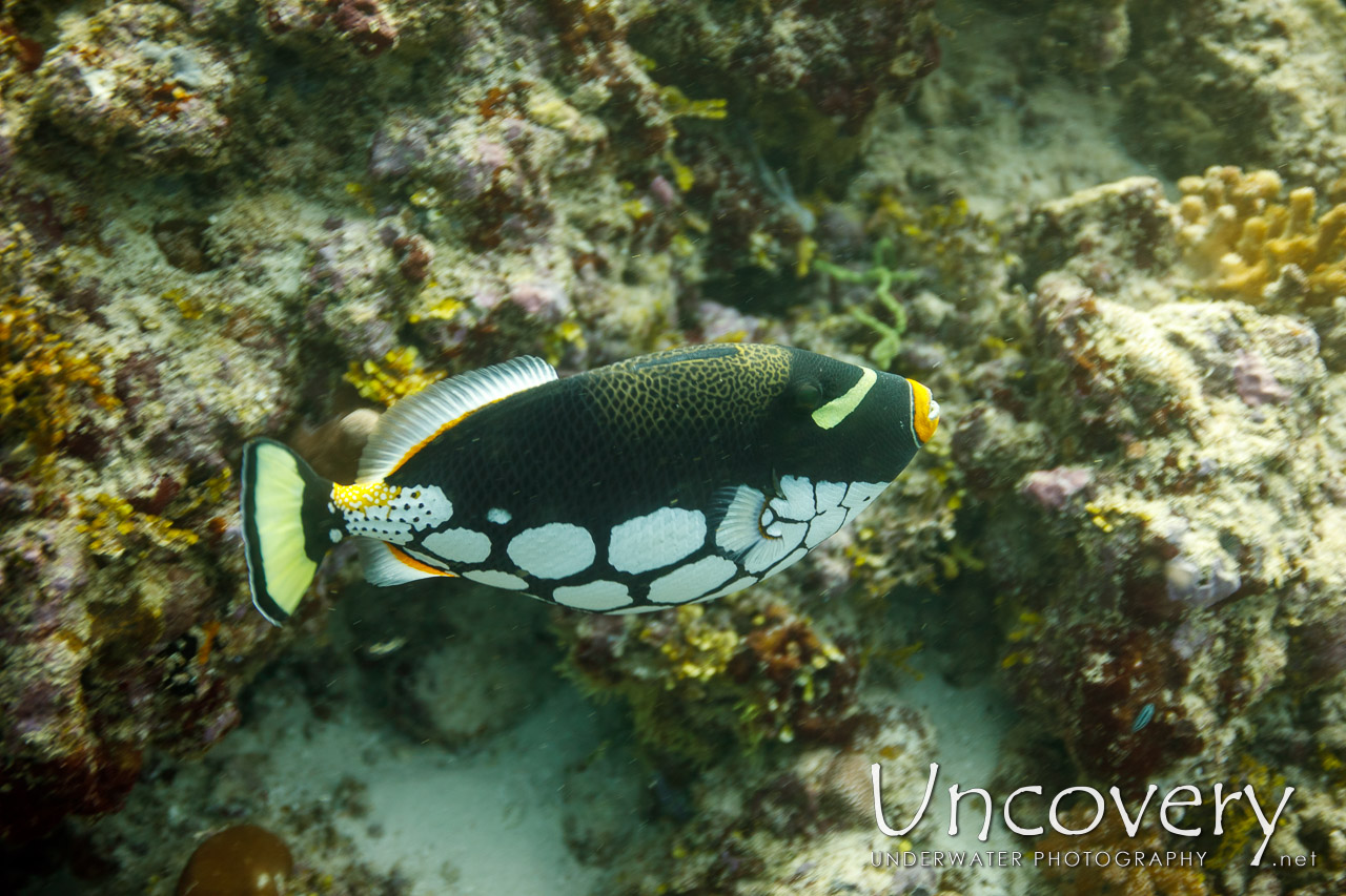 Clown Triggerfish (balistoides Conspicillum) shot in Maldives|Male Atoll|South Male Atoll|Stage