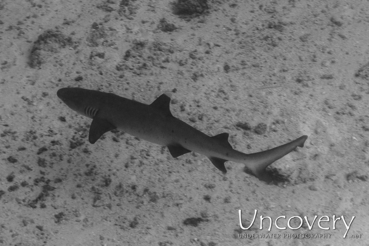 White Tip Reefshark (triaenodon Obesus) shot in Maldives|Male Atoll|South Male Atoll|Stage