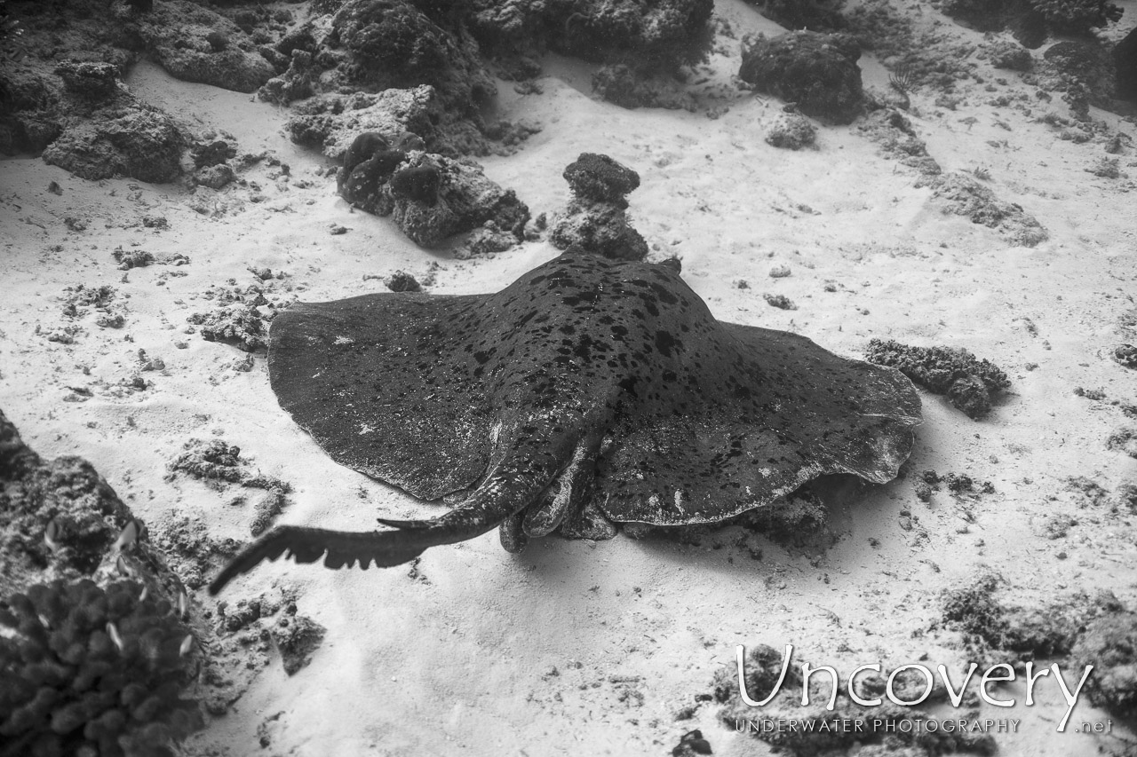 Marbled Stingray (himantura Oxyrhyncha) shot in Maldives|Male Atoll|South Male Atoll|Stage