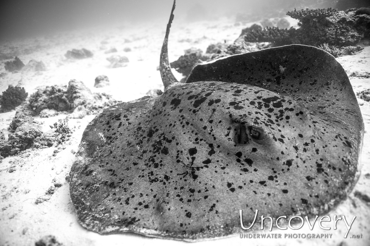 Marbled Stingray (himantura Oxyrhyncha) shot in Maldives|Male Atoll|South Male Atoll|Stage