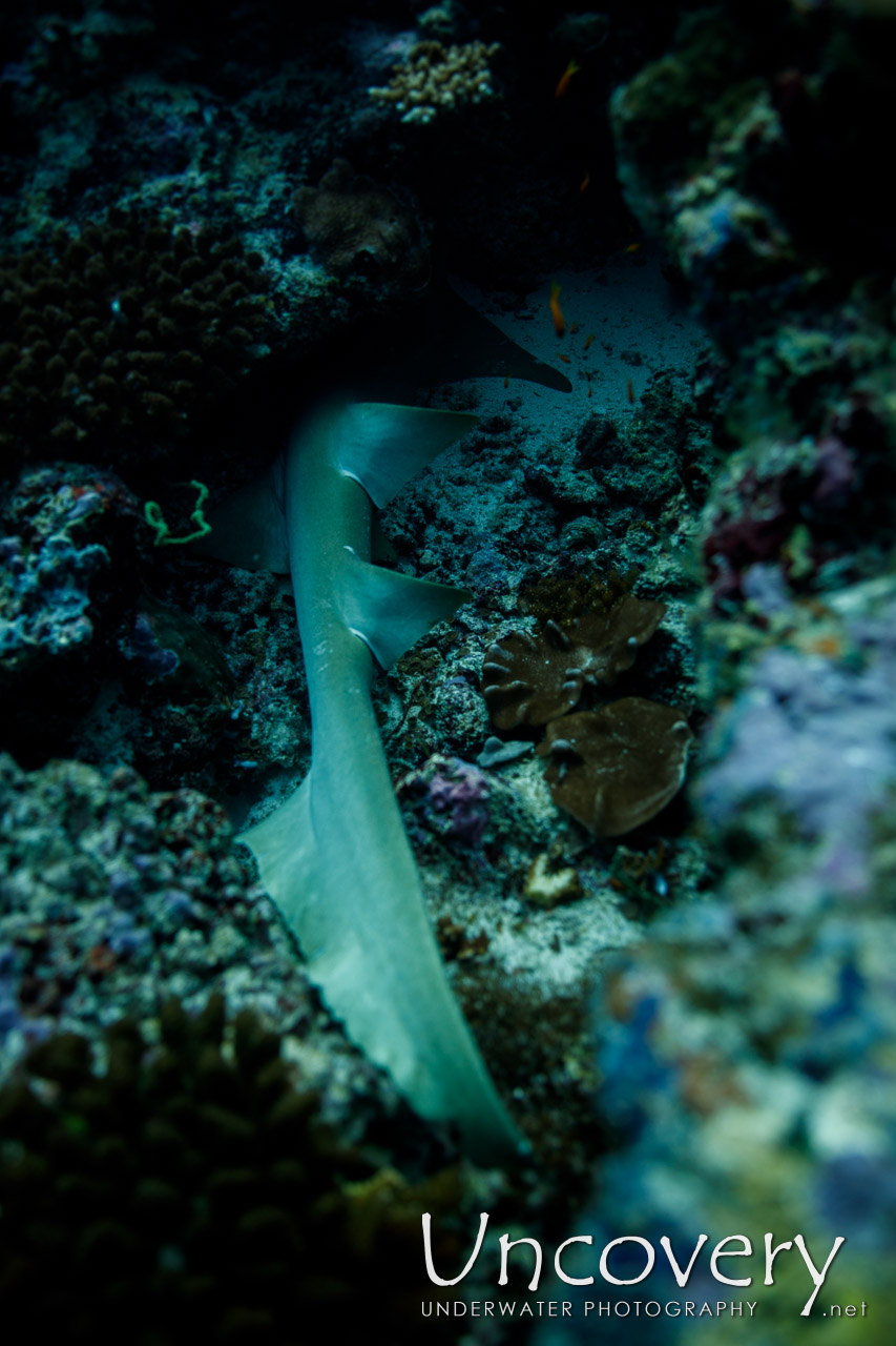 Tawny Nurse Shark (nebrius Ferrugineus) shot in Maldives|Male Atoll|South Male Atoll|Stage