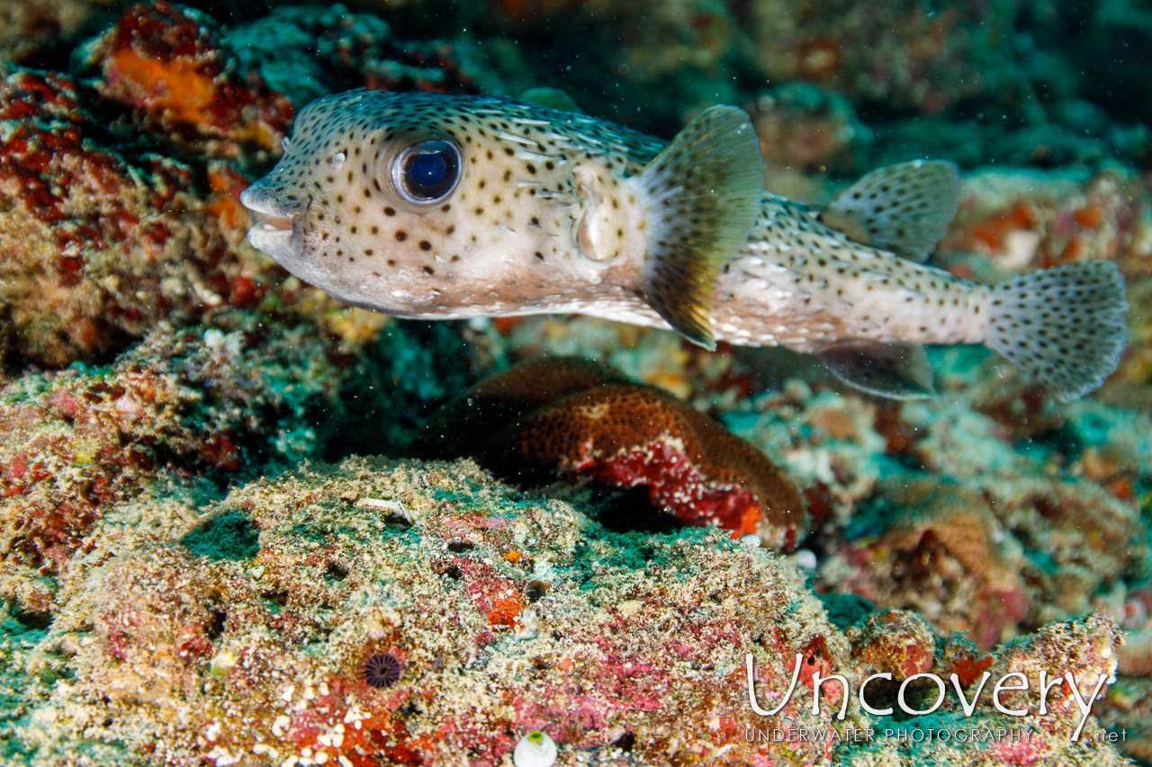 Spotfin Pufferfish (chilomycterus Reticulatus) shot in Maldives|Male Atoll|South Male Atoll|Losfushi