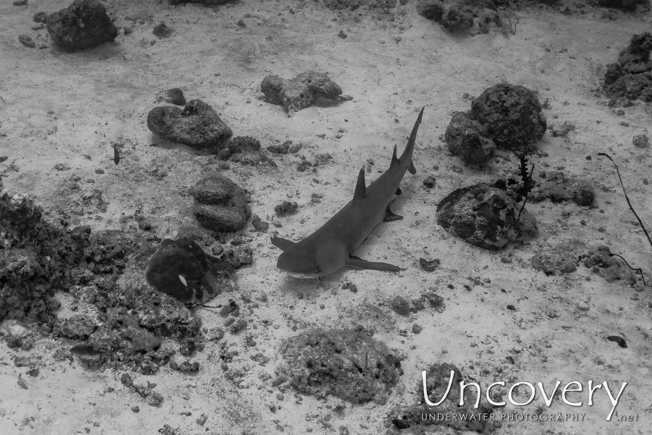 White Tip Reefshark (triaenodon Obesus) shot in Maldives|Male Atoll|South Male Atoll|Losfushi