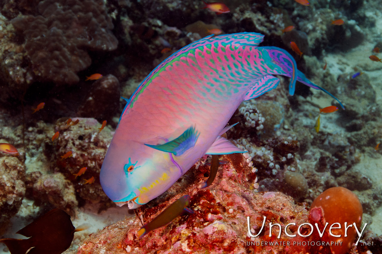 Steephead Parrotfish (cholurus Strongylocephalus) shot in Maldives|Male Atoll|South Male Atoll|Losfushi