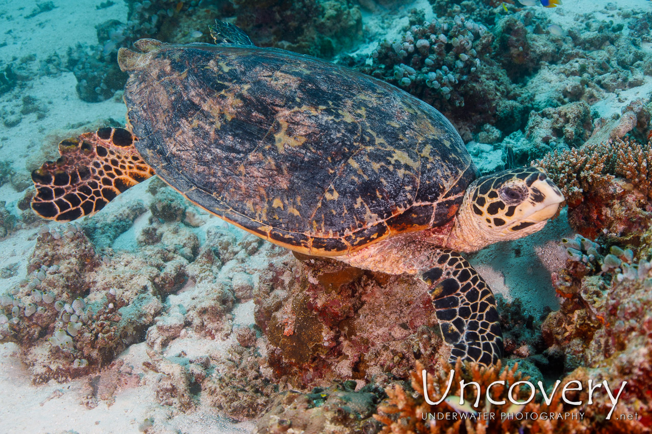 Hawksbill Sea Turtle (eretmochelys Imbricata) shot in Maldives|Male Atoll|South Male Atoll|Manta Point