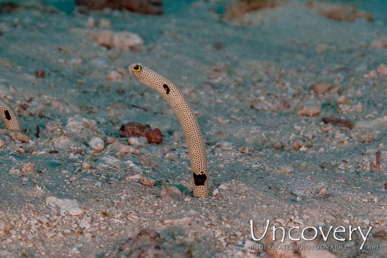 Spotted Garden Eel (heteroconger Hassi), photo taken in Maldives, Male Atoll, South Male Atoll, Manta Point